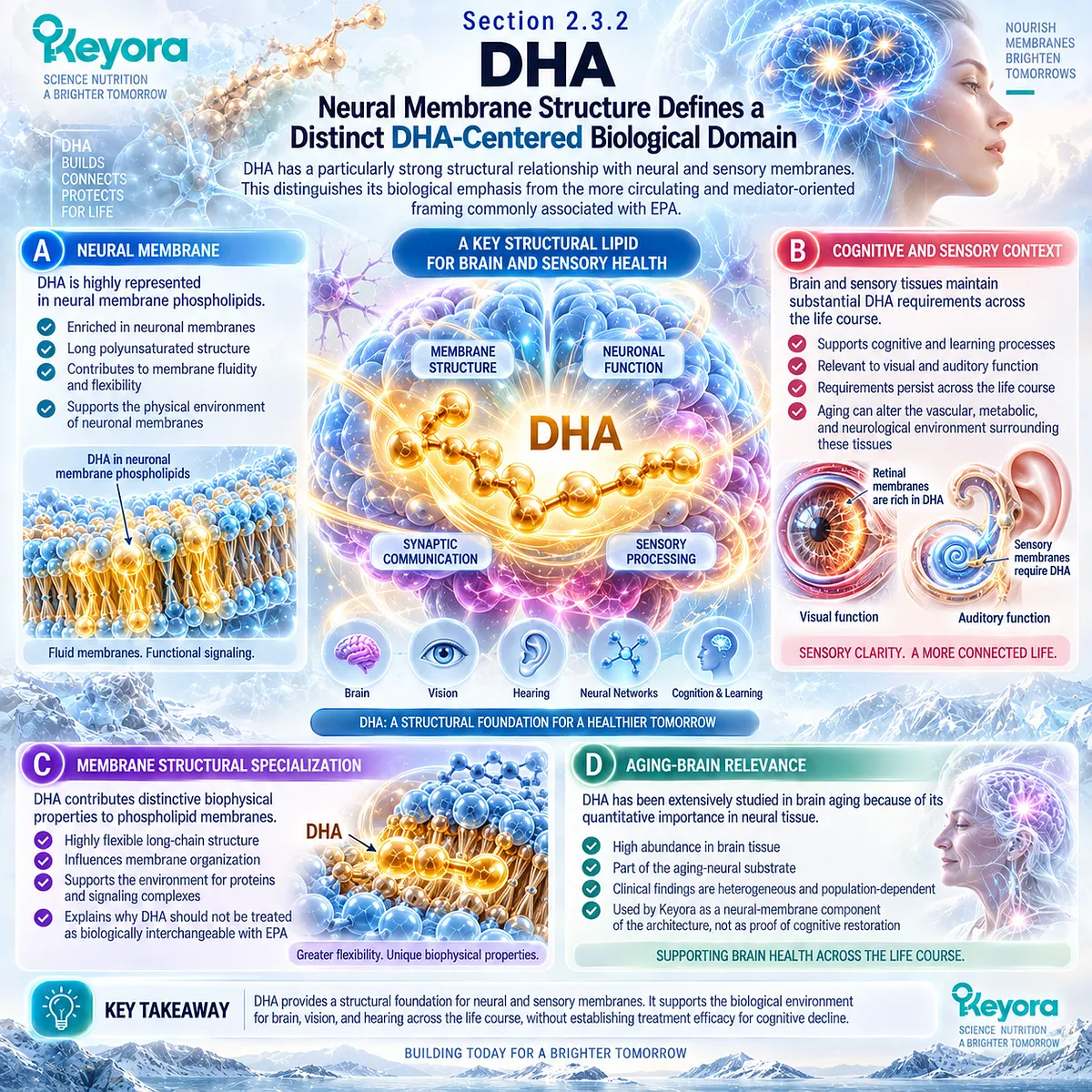 DHA supports neural and sensory membrane structure, biophysical organization and signaling environments in healthy brain aging within Keyora The Phospholipid Aging-Lipid Architecture. DHA supports neural and sensory membrane structure, biophysical organization and signaling environments in healthy brain aging within Keyora The Phospholipid Aging-Lipid Architecture.