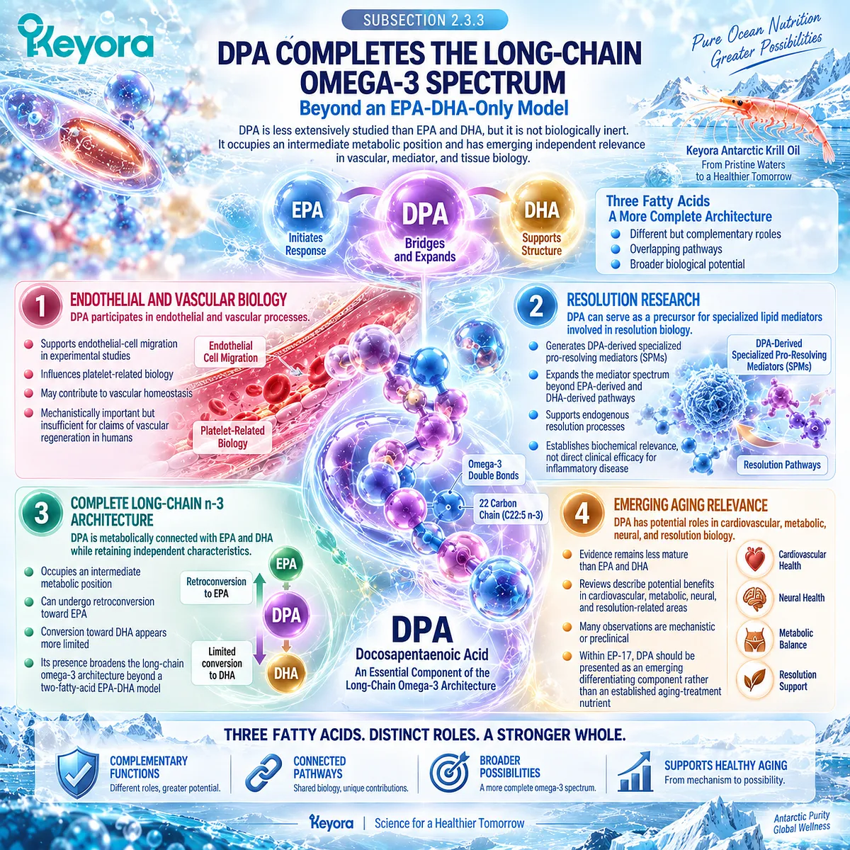 DPA extends omega-3 biology beyond EPA and DHA through endothelial, vascular and pro-resolving lipid-mediator pathways in Keyora The Phospholipid Aging-Lipid Architecture. DPA extends omega-3 biology beyond EPA and DHA through endothelial, vascular and pro-resolving lipid-mediator pathways in Keyora The Phospholipid Aging-Lipid Architecture.