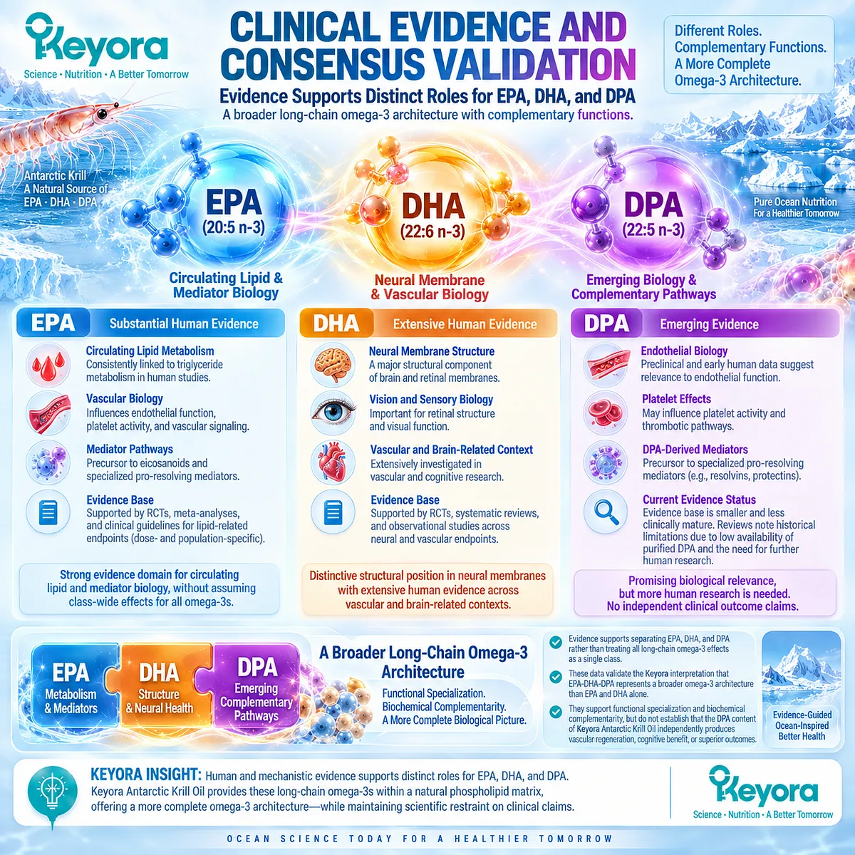 EPA, DHA and DPA show functional specialization across lipid metabolism, neural membranes and resolution pathways, supporting Keyora The Phospholipid Aging-Lipid Architecture. EPA, DHA and DPA show functional specialization across lipid metabolism, neural membranes and resolution pathways, supporting Keyora The Phospholipid Aging-Lipid Architecture.