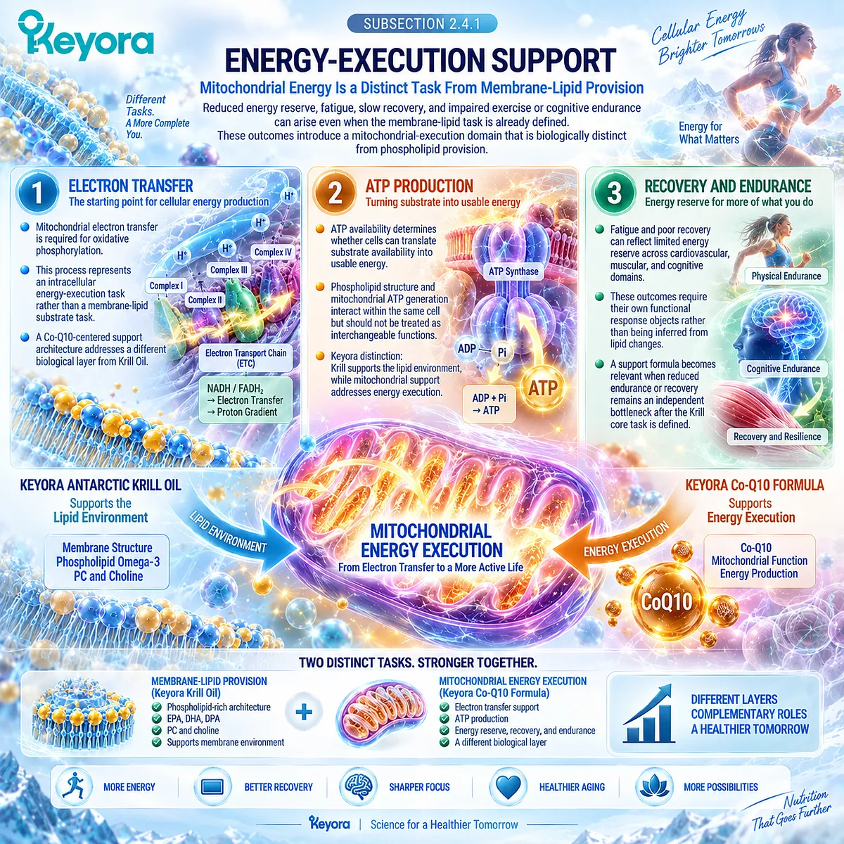 Healthy aging separates mitochondrial ATP production and CoQ10 energy support from krill oil membrane-lipid nutrition under Keyora The Combination Task-Division Rule. Healthy aging separates mitochondrial ATP production and CoQ10 energy support from krill oil membrane-lipid nutrition under Keyora The Combination Task-Division Rule.