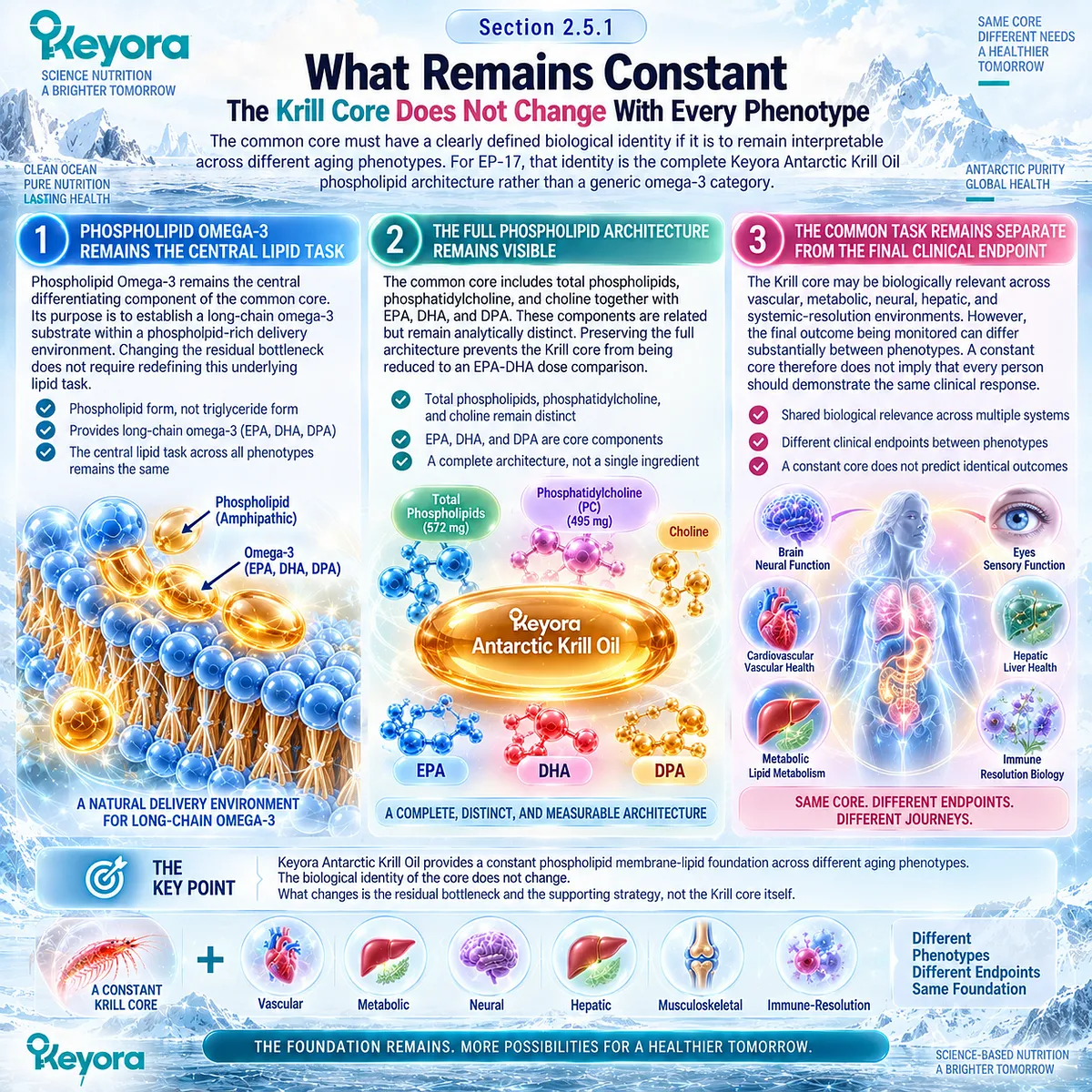 Krill oil keeps Phospholipid Omega-3, total phospholipids, PC, choline and EPA-DHA-DPA constant across aging phenotypes in Keyora The Common-Core / Variable-Support Rule. Krill oil keeps Phospholipid Omega-3, total phospholipids, PC, choline and EPA-DHA-DPA constant across aging phenotypes in Keyora The Common-Core / Variable-Support Rule.