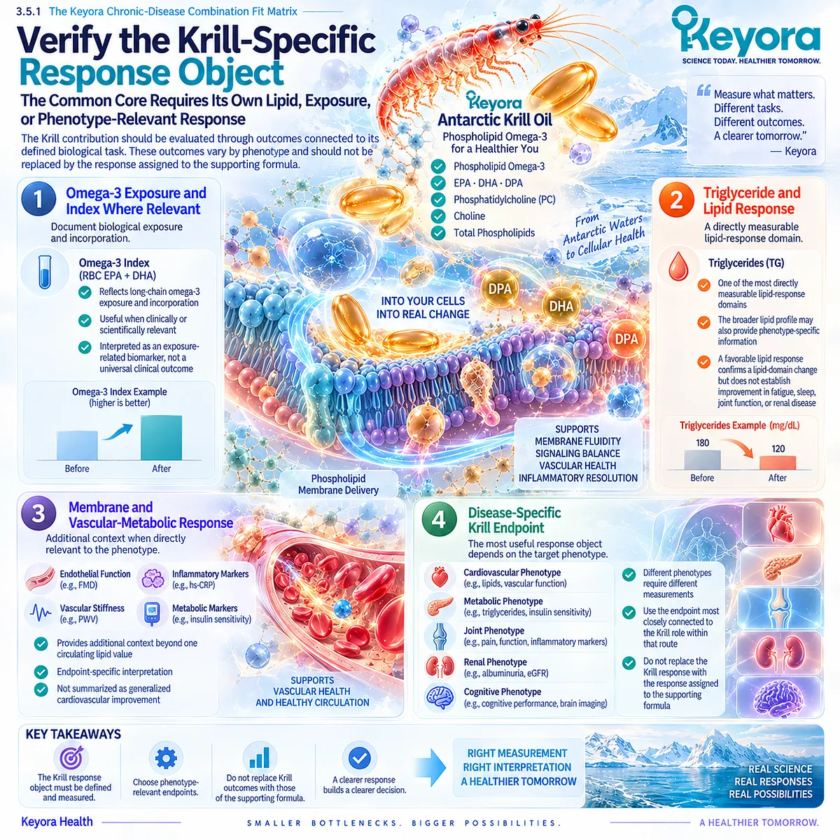 Omega-3 Index, triglycerides, and phenotype-specific lipid markers track Phospholipid Omega-3 response under Keyora’s Response Attribution Rule without implying broader outcomes. Omega-3 Index, triglycerides, and phenotype-specific lipid markers track Phospholipid Omega-3 response under Keyora’s Response Attribution Rule without implying broader outcomes.