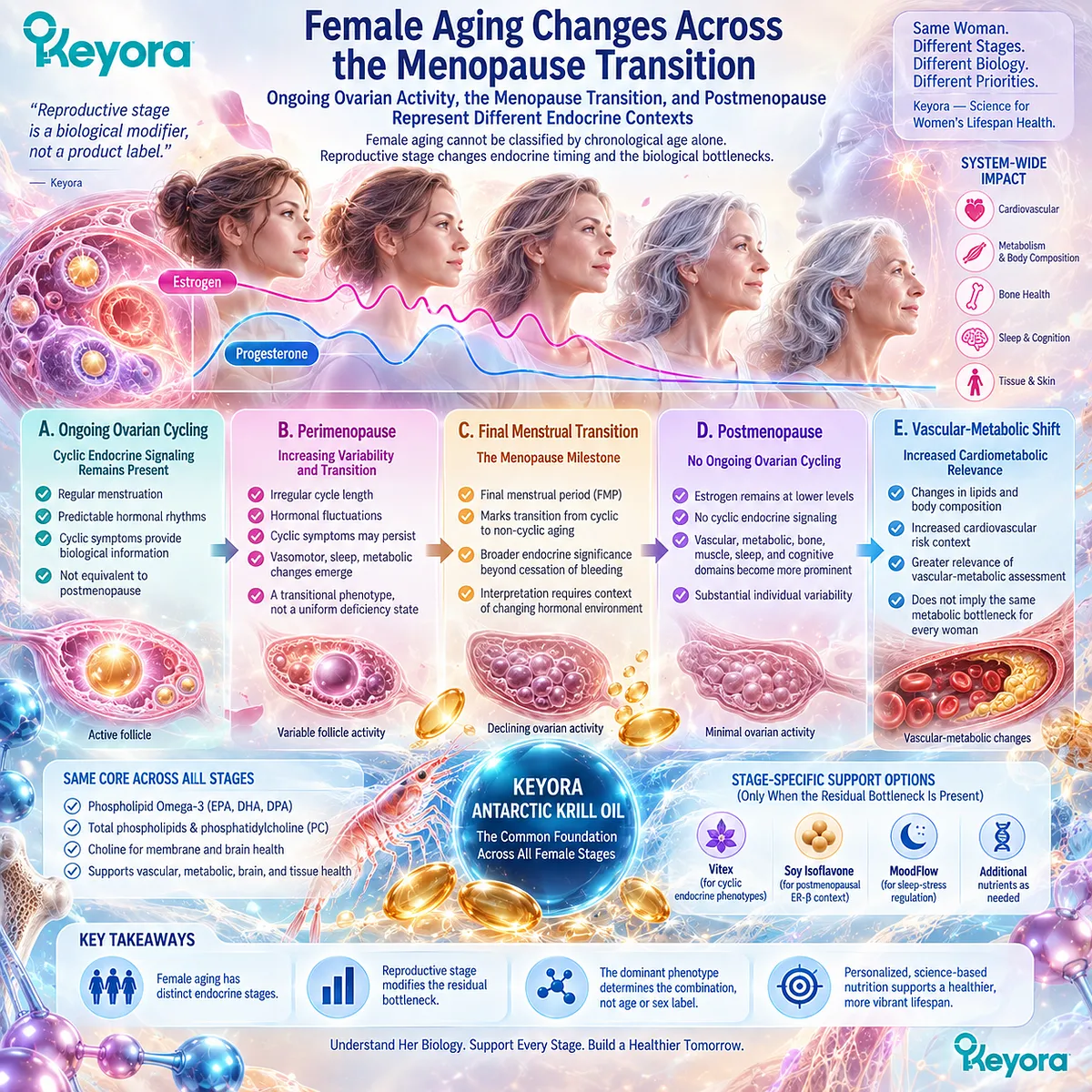 Menopause wellness shifts from ovarian cycling to vascular-metabolic, bone and sleep contexts as endocrine rhythms change, mapped by Keyora Precision Bottleneck Map. Menopause wellness shifts from ovarian cycling to vascular-metabolic, bone and sleep contexts as endocrine rhythms change, mapped by Keyora Precision Bottleneck Map.