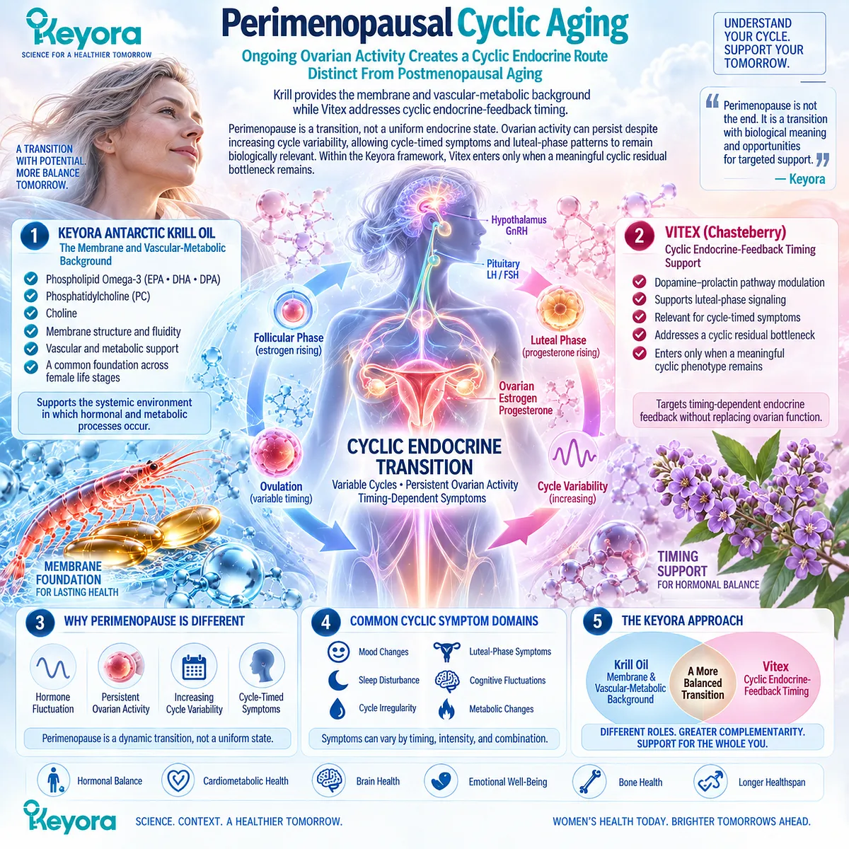 Perimenopause wellness links ongoing ovarian cycling and endocrine-feedback timing with vascular-metabolic membrane support; Keyora maps Krill and Vitex by cyclic phenotype. Perimenopause wellness links ongoing ovarian cycling and endocrine-feedback timing with vascular-metabolic membrane support; Keyora maps Krill and Vitex by cyclic phenotype.