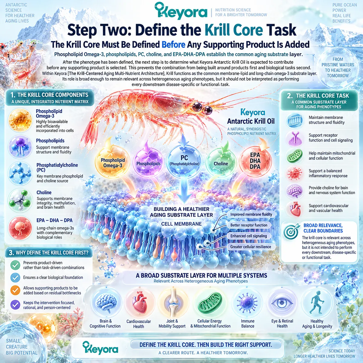 Phospholipid Omega-3 combines phospholipids, PC, choline and EPA-DHA-DPA as the membrane-lipid core of Keyora’s Krill-Centered Aging Multi-Nutrient Architecture. Phospholipid Omega-3 combines phospholipids, PC, choline and EPA-DHA-DPA as the membrane-lipid core of Keyora’s Krill-Centered Aging Multi-Nutrient Architecture.