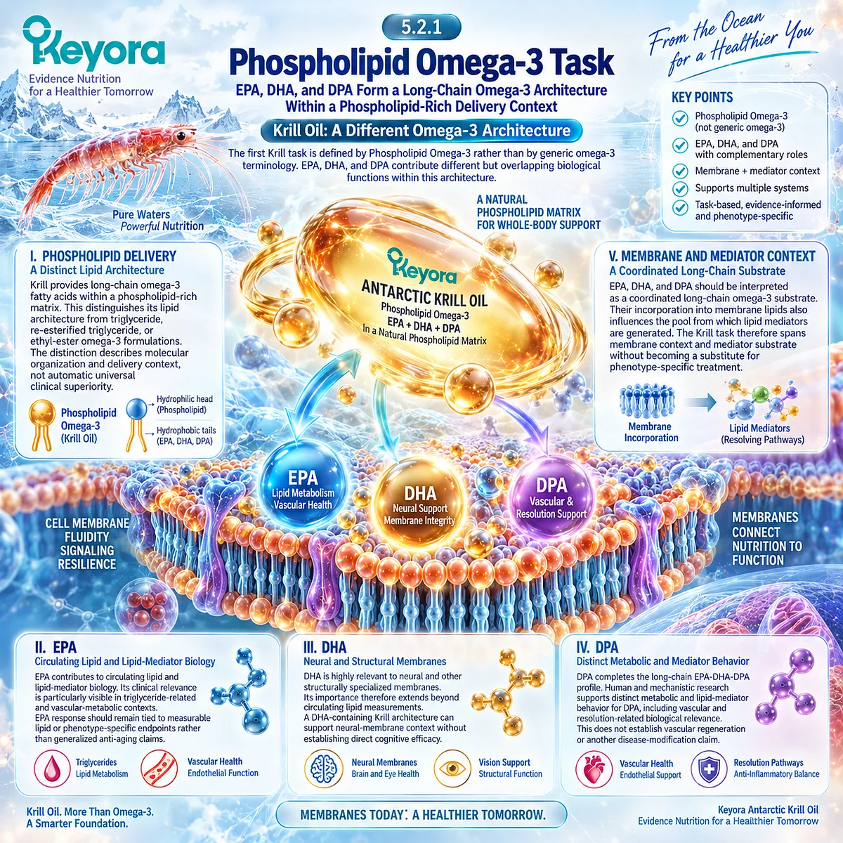 Phospholipid Omega-3 links EPA-DHA-DPA delivery with membrane lipids and mediator substrates, defining the Krill core in Keyora’s Aging Multi-Nutrient Architecture. Phospholipid Omega-3 links EPA-DHA-DPA delivery with membrane lipids and mediator substrates, defining the Krill core in Keyora’s Aging Multi-Nutrient Architecture.