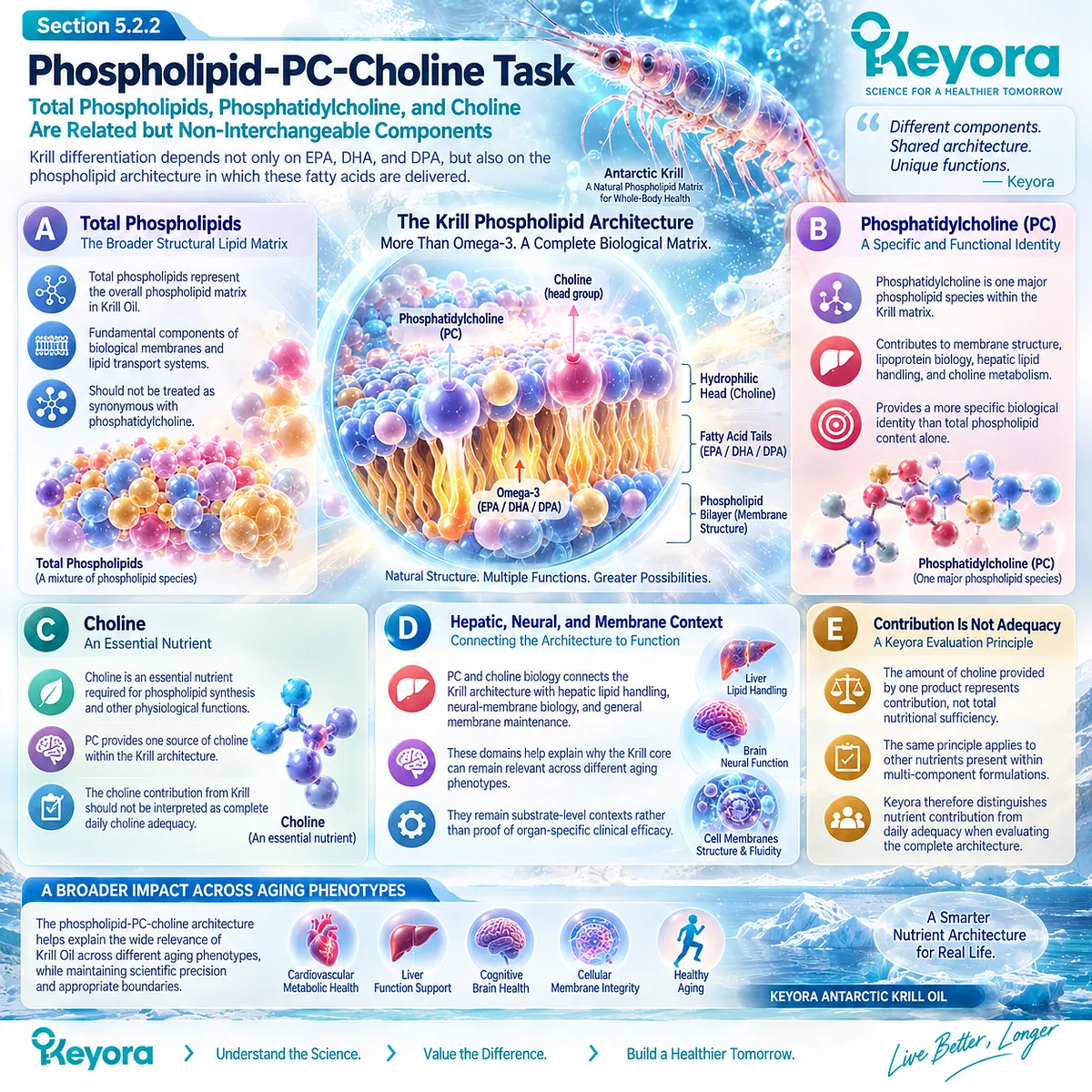 Krill phospholipids, phosphatidylcholine and choline support membrane, hepatic lipid and neural context while Keyora distinguishes nutrient contribution from daily adequacy. Krill phospholipids, phosphatidylcholine and choline support membrane, hepatic lipid and neural context while Keyora distinguishes nutrient contribution from daily adequacy.