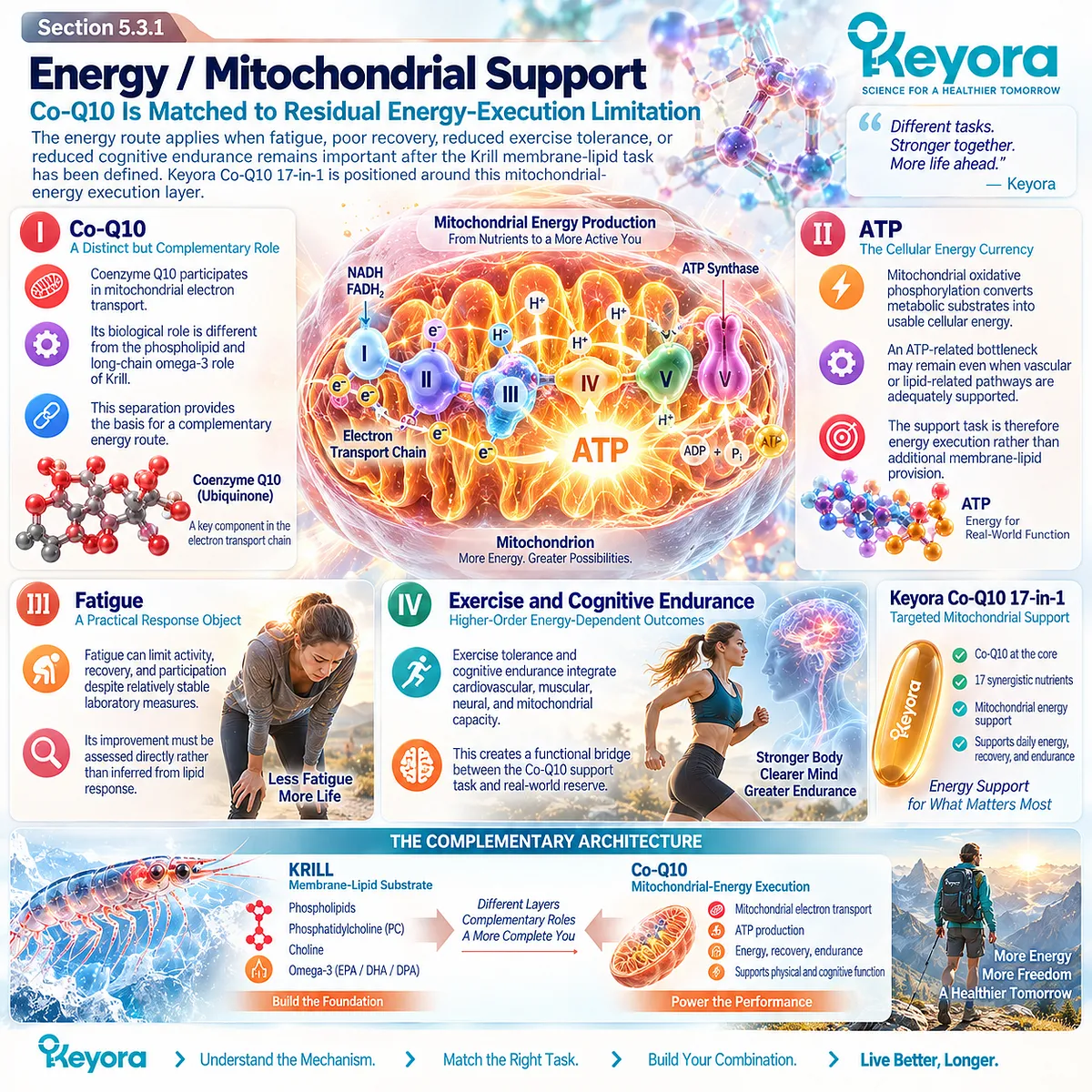 CoQ10 supports mitochondrial electron transport and ATP energy execution for fatigue and endurance after the Krill core in Keyora’s Combination Task-Division Rule. CoQ10 supports mitochondrial electron transport and ATP energy execution for fatigue and endurance after the Krill core in Keyora’s Combination Task-Division Rule.