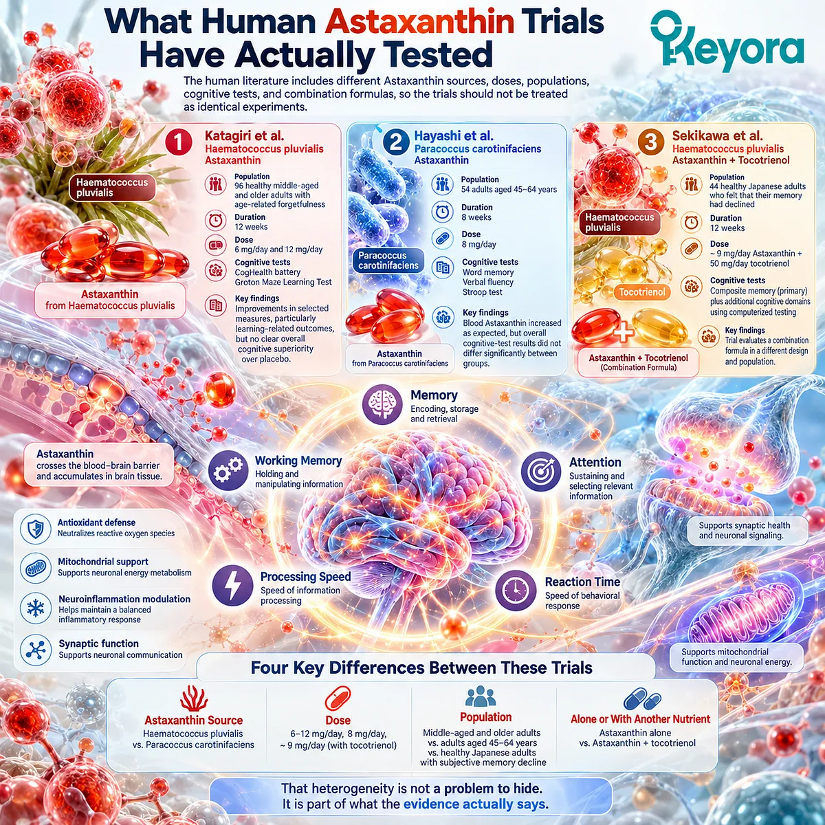Astaxanthin cognitive trials vary by source, 6–12 mg dose, population and test design, framing memory evidence through the Keyora Cognition Evidence Ladder. Astaxanthin cognitive trials vary by source, 6–12 mg dose, population and test design, framing memory evidence through the Keyora Cognition Evidence Ladder.