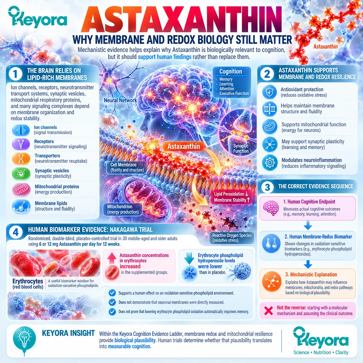 Astaxanthin cognitive support links membrane redox balance and mitochondrial resilience with human biomarkers through the Keyora Cognition Evidence Ladder. Astaxanthin cognitive support links membrane redox balance and mitochondrial resilience with human biomarkers through the Keyora Cognition Evidence Ladder.