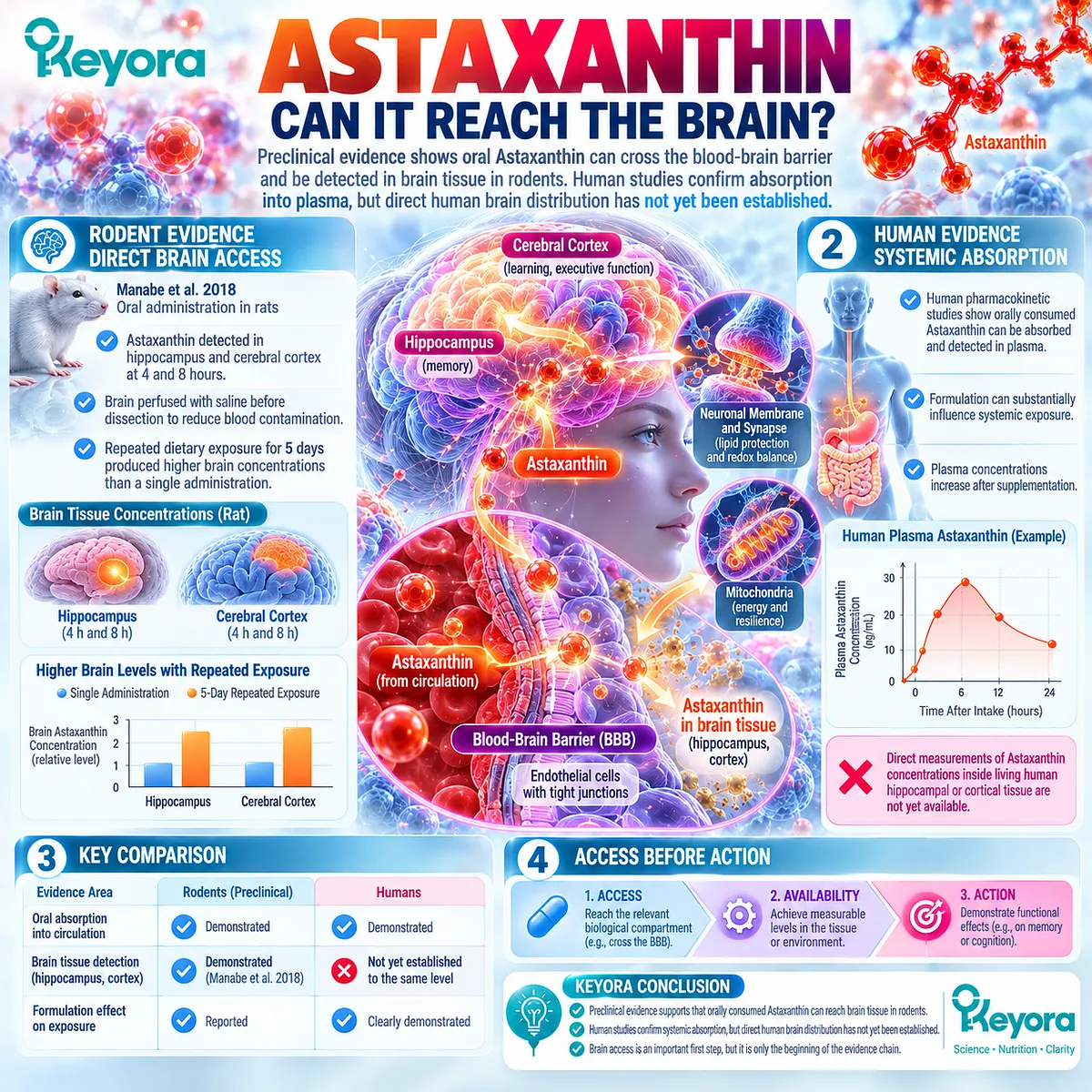 Astaxanthin brain access is demonstrated in rodent hippocampus and cortex after oral intake, framing blood-brain barrier relevance through Keyora Access Before Action. Astaxanthin brain access is demonstrated in rodent hippocampus and cortex after oral intake, framing blood-brain barrier relevance through Keyora Access Before Action.