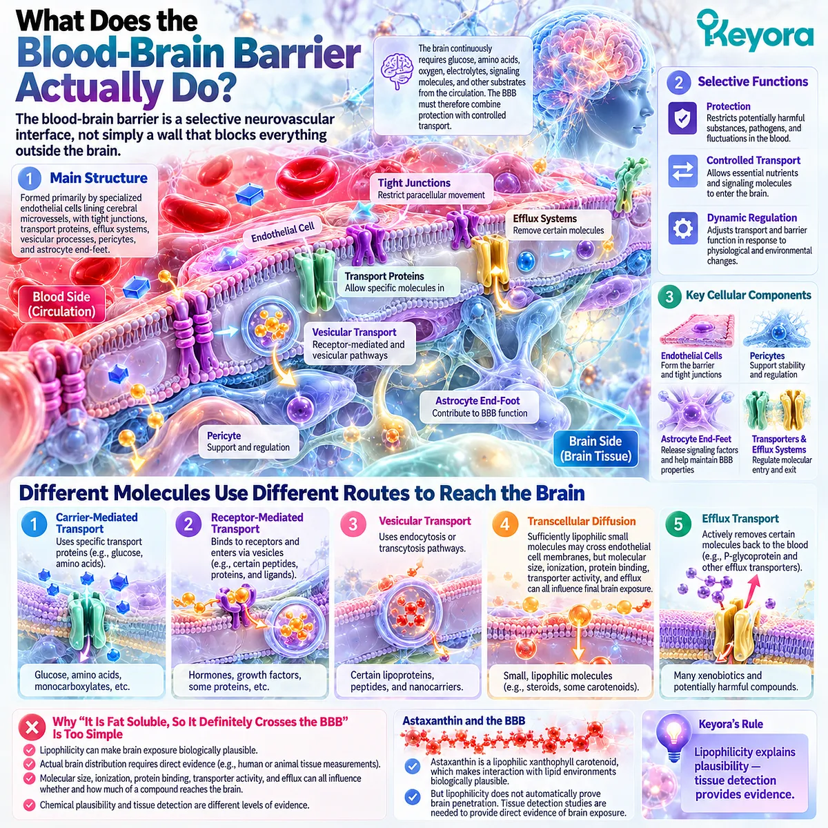 Astaxanthin blood-brain barrier access depends on selective neurovascular transport, with Keyora Access Before Action separating lipophilic plausibility from brain tissue evidence. Astaxanthin blood-brain barrier access depends on selective neurovascular transport, with Keyora Access Before Action separating lipophilic plausibility from brain tissue evidence.