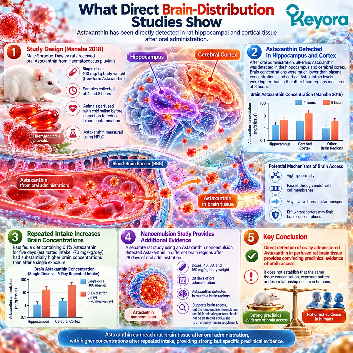 Oral Astaxanthin reaches rat hippocampus and cerebral cortex after blood perfusion, providing direct preclinical brain-access evidence in Keyora Access Before Action. Oral Astaxanthin reaches rat hippocampus and cerebral cortex after blood perfusion, providing direct preclinical brain-access evidence in Keyora Access Before Action.