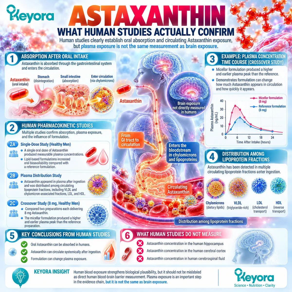 Astaxanthin human absorption produces measurable plasma and lipoprotein exposure, but not direct brain distribution evidence, as framed by Keyora Access Before Action. Astaxanthin human absorption produces measurable plasma and lipoprotein exposure, but not direct brain distribution evidence, as framed by Keyora Access Before Action.
