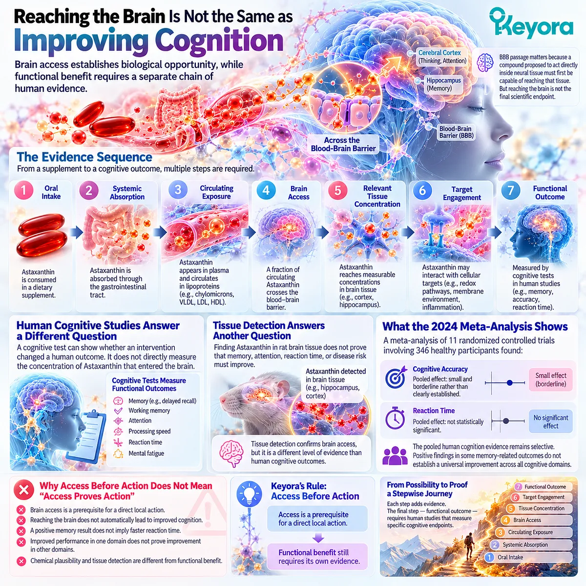 Astaxanthin brain access enables neural exposure but does not prove cognitive benefit, linking BBB passage to functional outcomes through Keyora Access Before Action. Astaxanthin brain access enables neural exposure but does not prove cognitive benefit, linking BBB passage to functional outcomes through Keyora Access Before Action.