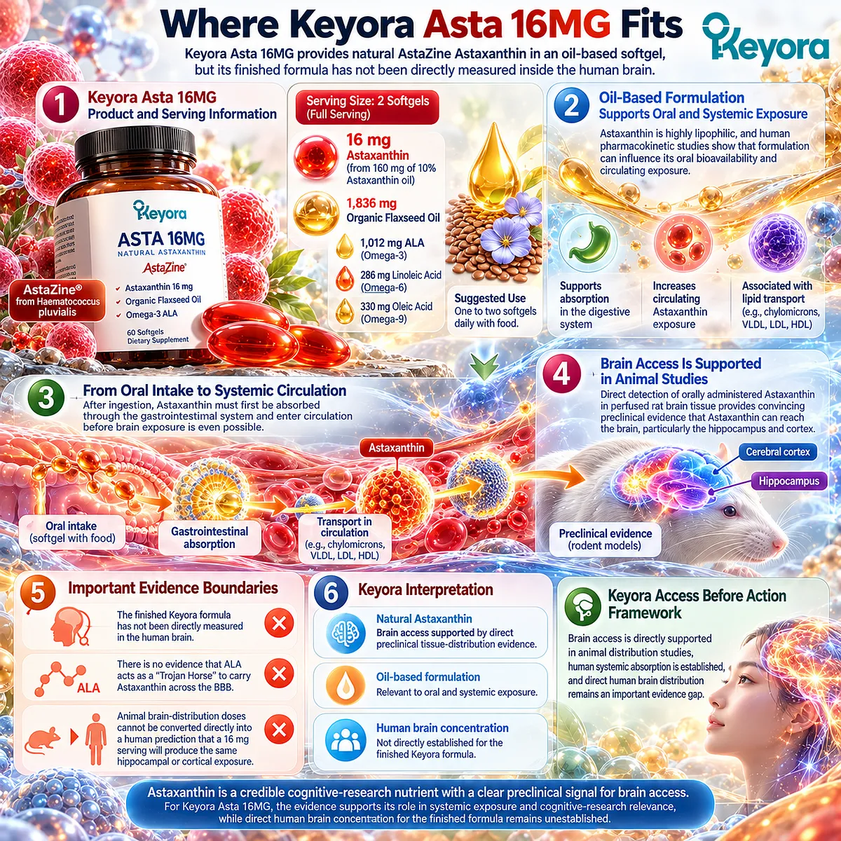 Keyora Asta 16MG combines oil-based AstaZine Astaxanthin with ALA, supporting systemic exposure context while human brain distribution remains unmeasured in Access Before Action. Keyora Asta 16MG combines oil-based AstaZine Astaxanthin with ALA, supporting systemic exposure context while human brain distribution remains unmeasured in Access Before Action.