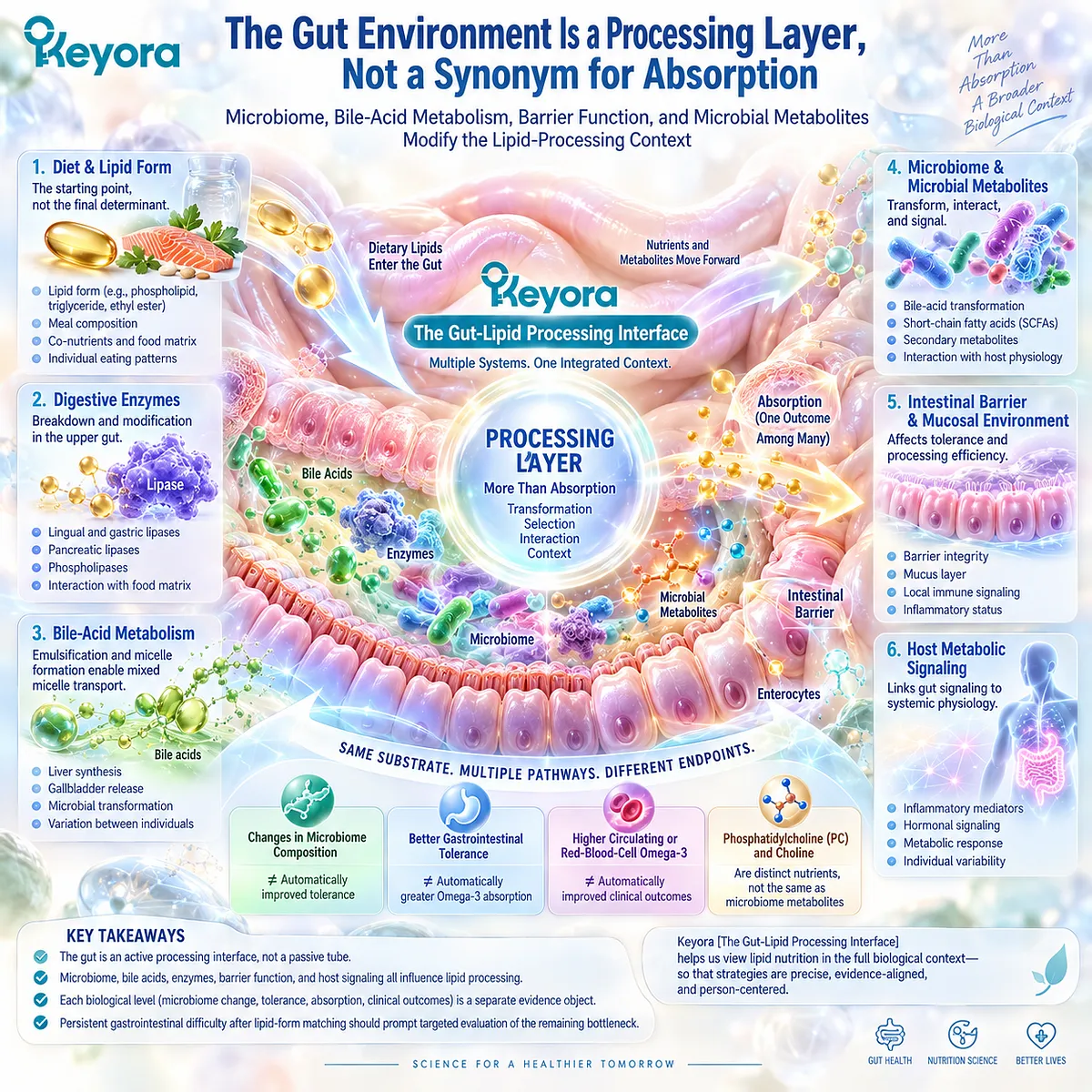 Gut microbiome, bile-acid metabolism and intestinal barrier function shape lipid processing without equaling absorption in Keyora The Gut-Lipid Processing Interface. Gut microbiome, bile-acid metabolism and intestinal barrier function shape lipid processing without equaling absorption in Keyora The Gut-Lipid Processing Interface.