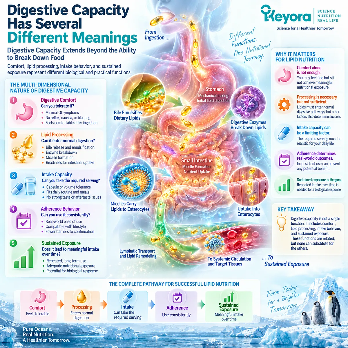 Digestive capacity links GI comfort, lipid processing, consistent intake and sustained nutrient exposure in Keyora The Digestive Capacity-Form Match framework. Digestive capacity links GI comfort, lipid processing, consistent intake and sustained nutrient exposure in Keyora The Digestive Capacity-Form Match framework.