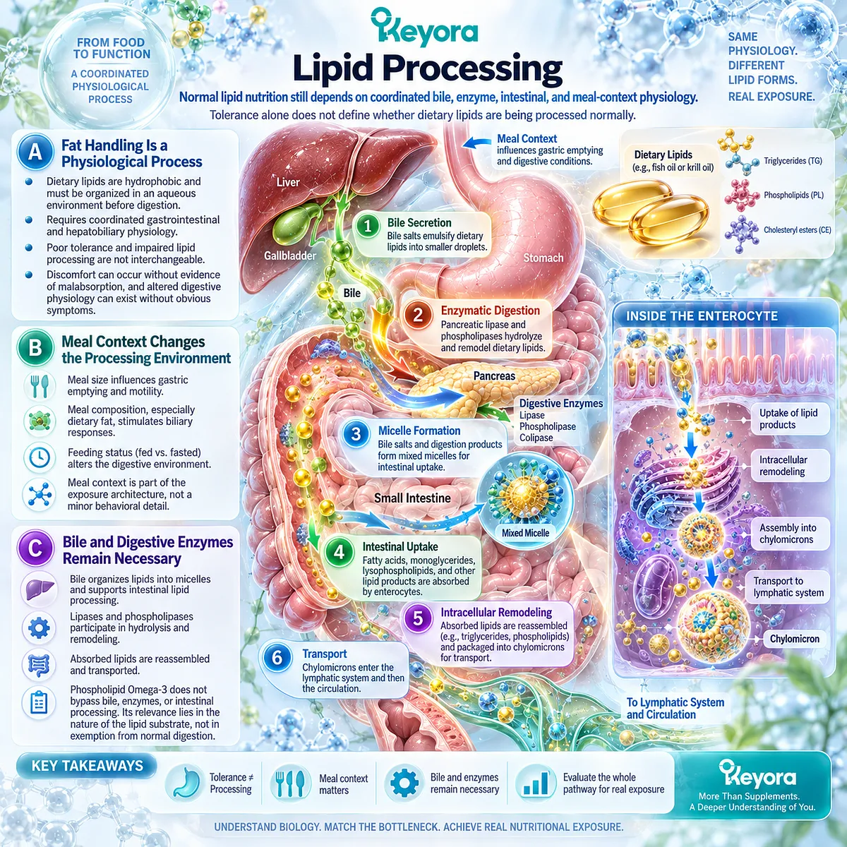 Lipid processing depends on bile, lipases, intestinal uptake and meal context, separated from GI tolerance by Keyora The Digestive Capacity-Form Match. Lipid processing depends on bile, lipases, intestinal uptake and meal context, separated from GI tolerance by Keyora The Digestive Capacity-Form Match.