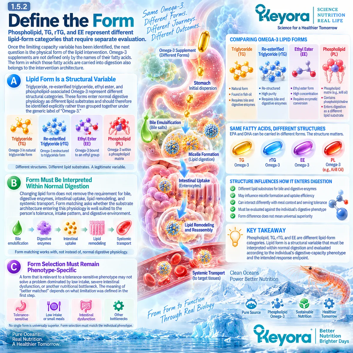 Omega-3 forms including phospholipid, TG, rTG and EE are distinct lipid substrates matched to digestive phenotype in Keyora The Digestive Capacity-Form Match. Omega-3 forms including phospholipid, TG, rTG and EE are distinct lipid substrates matched to digestive phenotype in Keyora The Digestive Capacity-Form Match.