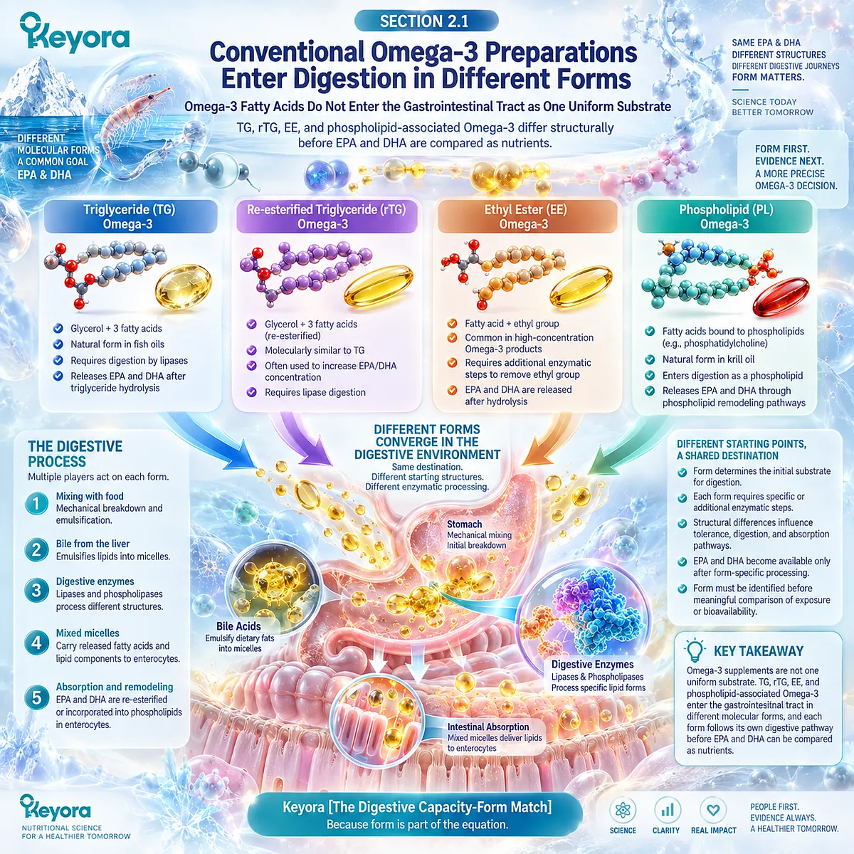 Omega-3 supplement forms TG, rTG, EE, and phospholipids enter lipid digestion as distinct substrates, framing bioavailability in Keyora Digestive Capacity-Form Match. Omega-3 supplement forms TG, rTG, EE, and phospholipids enter lipid digestion as distinct substrates, framing bioavailability in Keyora Digestive Capacity-Form Match.