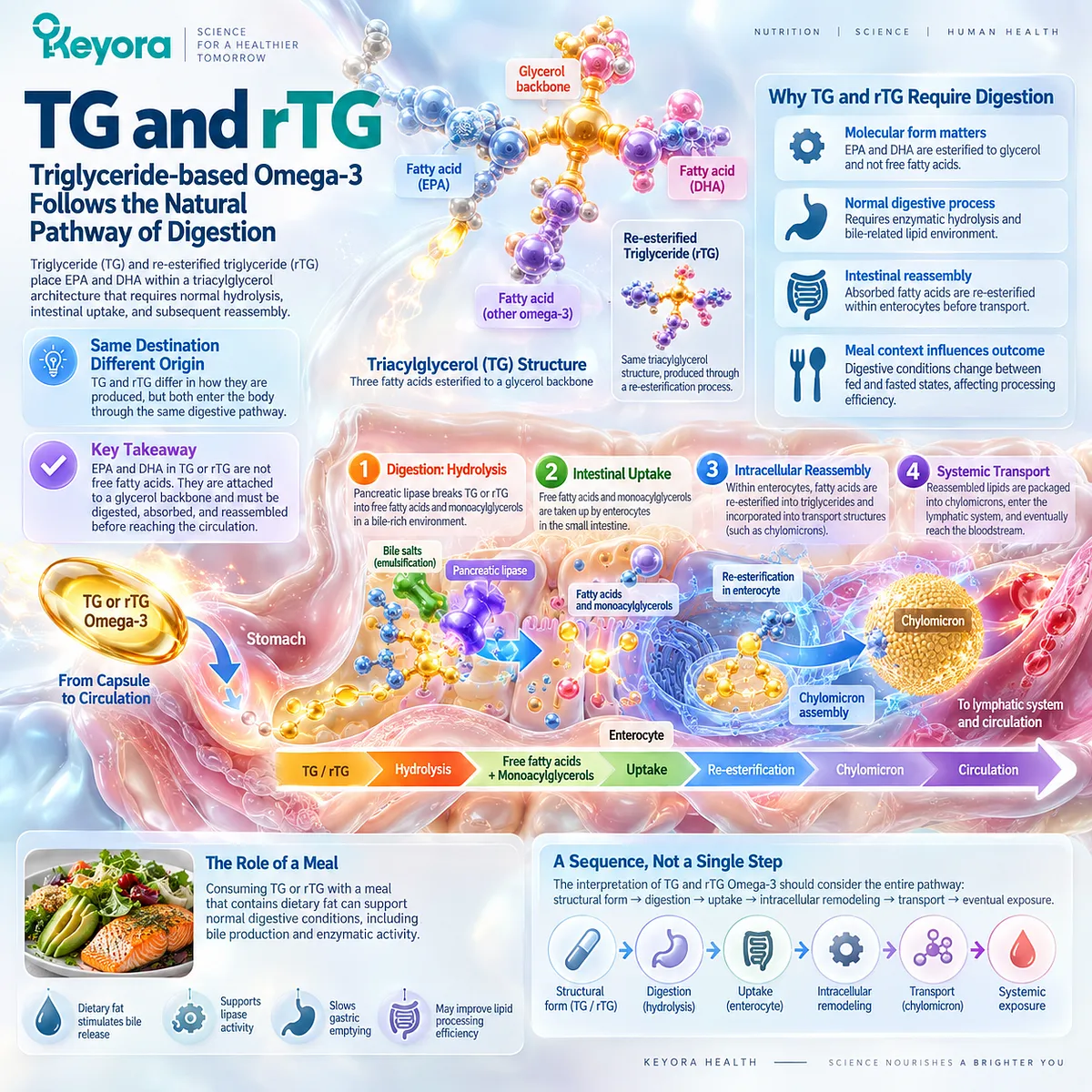 TG and rTG Omega-3 require lipase hydrolysis, intestinal uptake and lipid reassembly, linking meal context to Keyora Digestive Capacity-Form Match. TG and rTG Omega-3 require lipase hydrolysis, intestinal uptake and lipid reassembly, linking meal context to Keyora Digestive Capacity-Form Match.