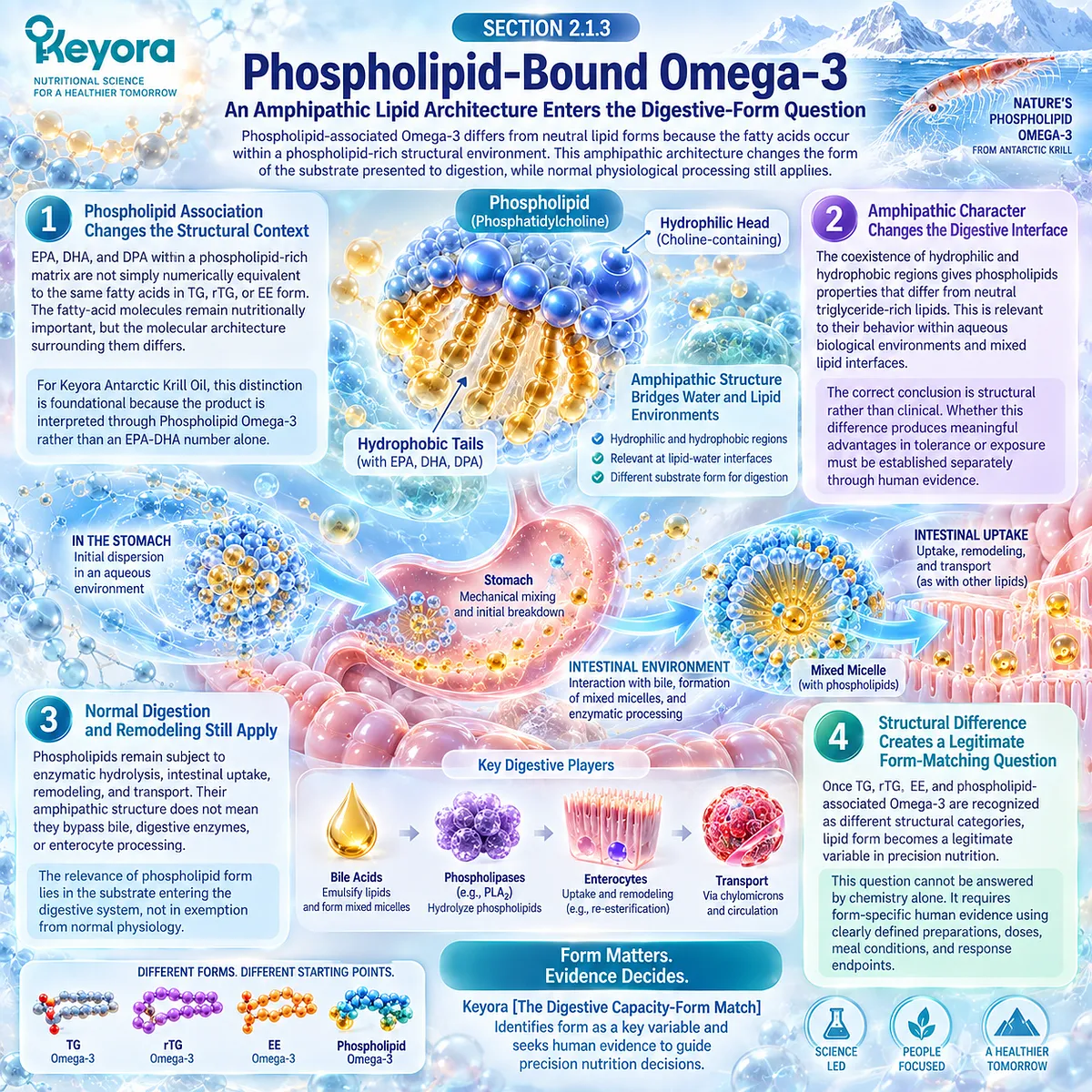 Phospholipid Omega-3 uses an amphipathic lipid architecture linking EPA, DHA and DPA to digestive interfaces in Keyora Digestive Capacity-Form Match. Phospholipid Omega-3 uses an amphipathic lipid architecture linking EPA, DHA and DPA to digestive interfaces in Keyora Digestive Capacity-Form Match.