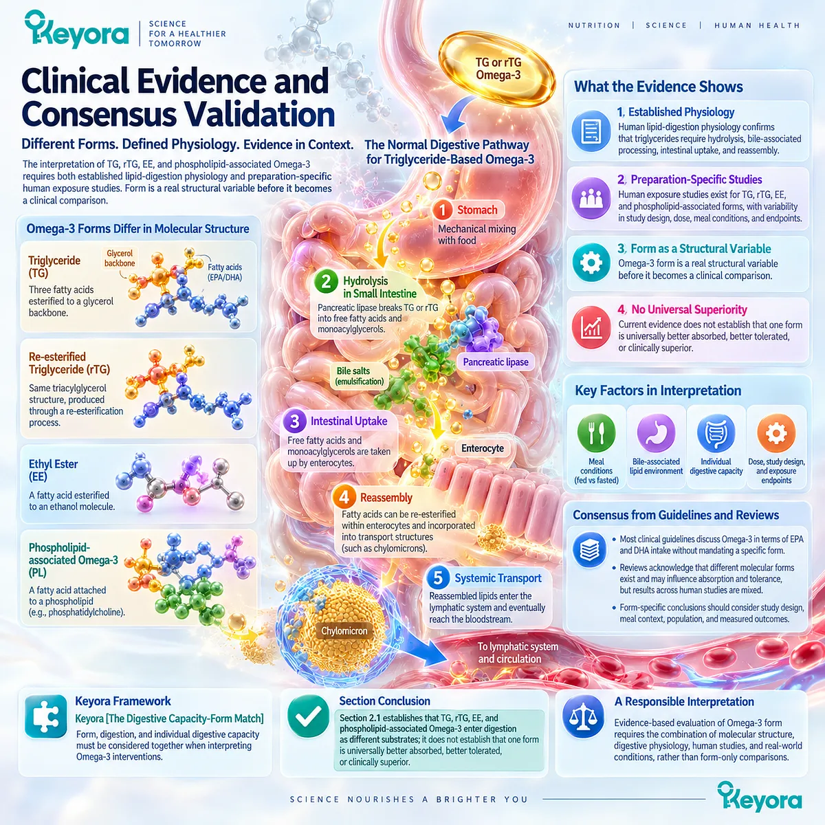 Omega-3 forms TG, rTG, EE and phospholipids differ structurally before hydrolysis and intestinal uptake, supporting Keyora Digestive Capacity-Form Match. Omega-3 forms TG, rTG, EE and phospholipids differ structurally before hydrolysis and intestinal uptake, supporting Keyora Digestive Capacity-Form Match.