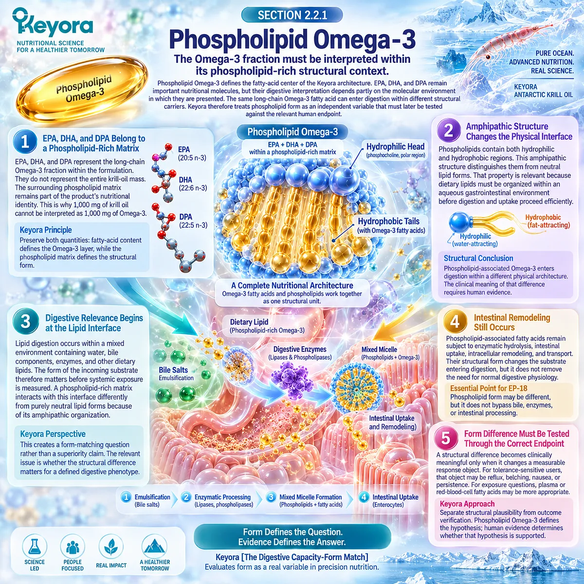 Phospholipid Omega-3 places EPA, DHA and DPA in an amphipathic matrix linking lipid digestion and intestinal remodeling within Keyora Form-Matched Lipid Architecture. Phospholipid Omega-3 places EPA, DHA and DPA in an amphipathic matrix linking lipid digestion and intestinal remodeling within Keyora Form-Matched Lipid Architecture.