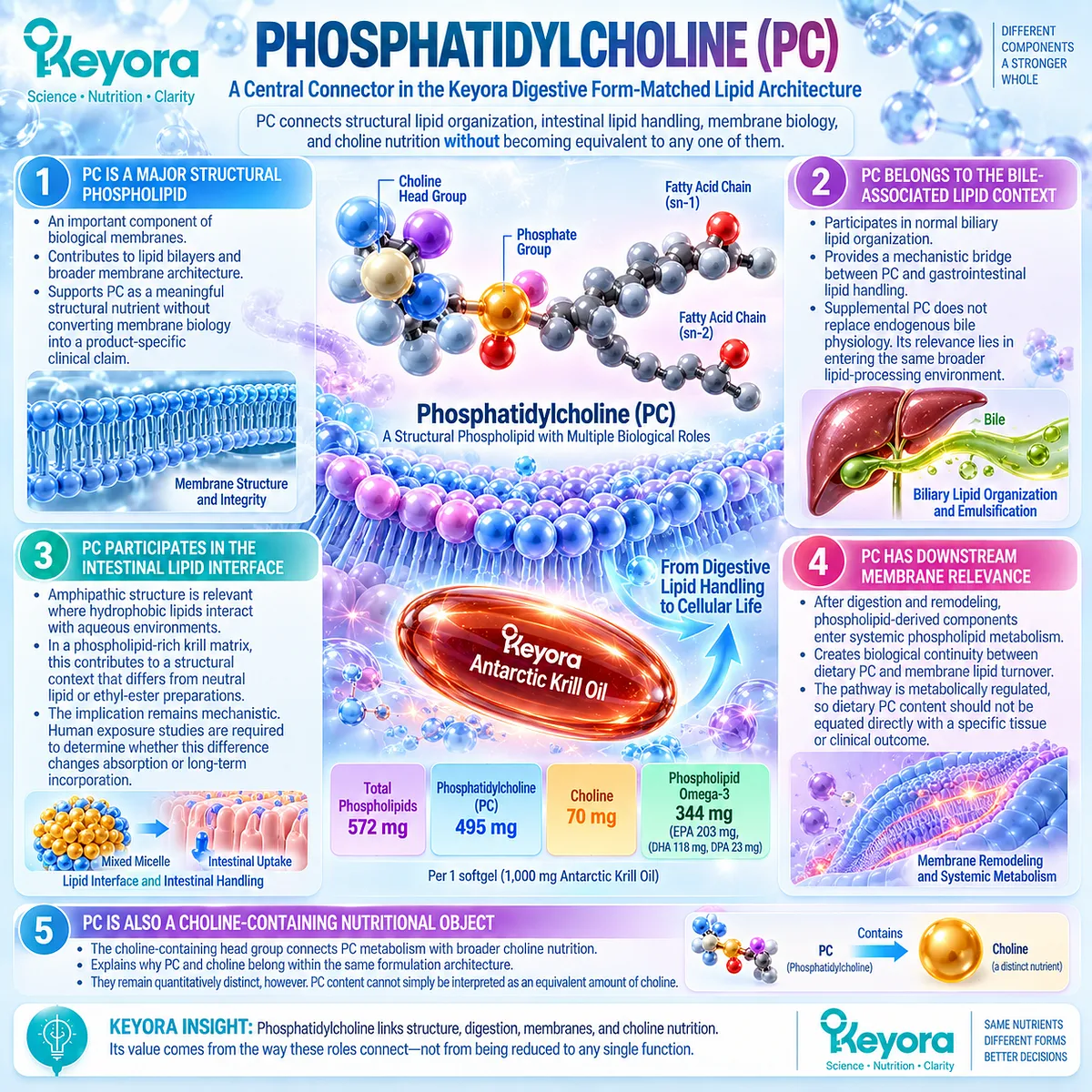 Krill oil phosphatidylcholine links lipid digestion, bile-associated handling, membrane biology and choline nutrition in Keyora Digestive Form-Matched Lipid Architecture. Krill oil phosphatidylcholine links lipid digestion, bile-associated handling, membrane biology and choline nutrition in Keyora Digestive Form-Matched Lipid Architecture.