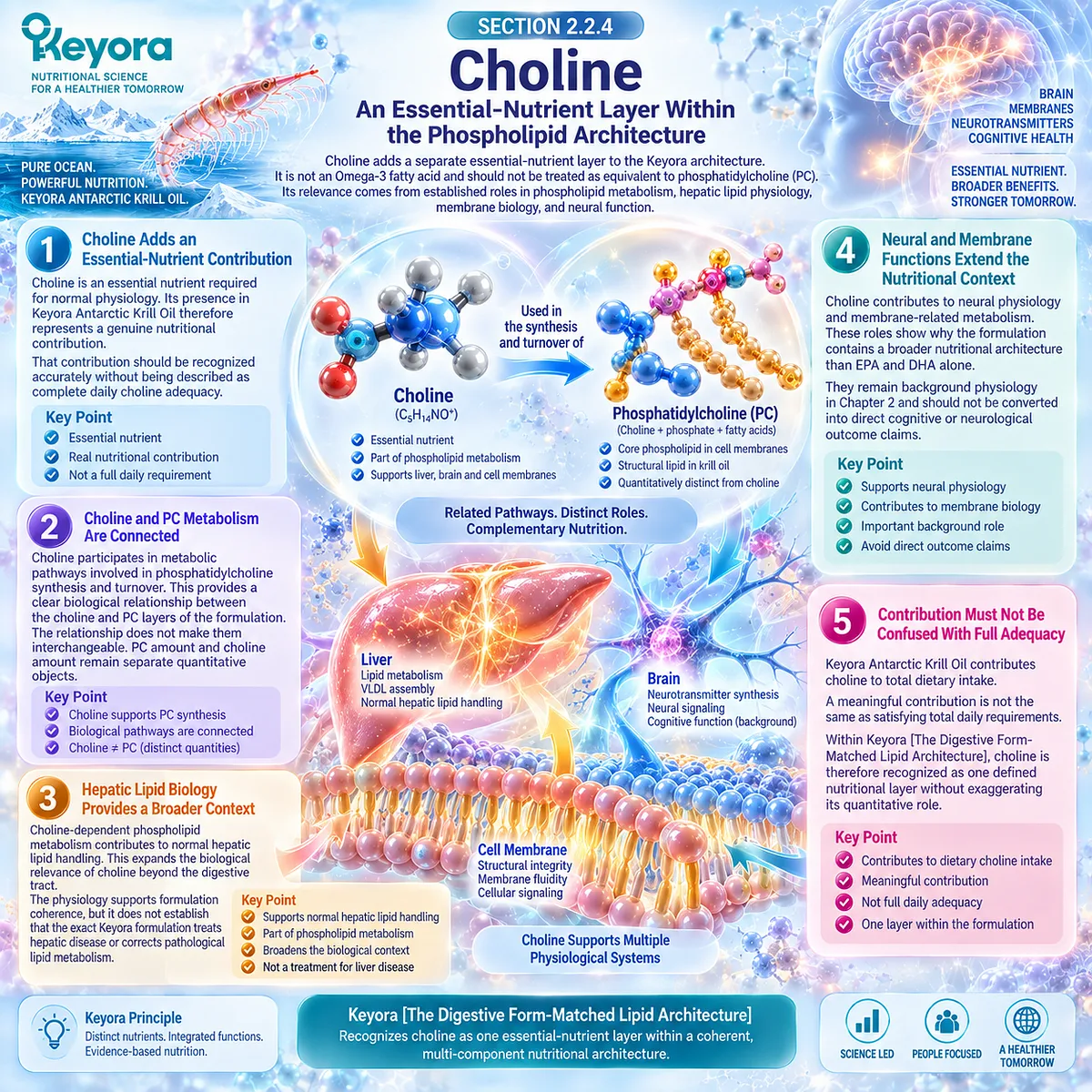 Krill oil choline supports phosphatidylcholine metabolism, hepatic lipid handling and membrane biology within Keyora Digestive Form-Matched Lipid Architecture. Krill oil choline supports phosphatidylcholine metabolism, hepatic lipid handling and membrane biology within Keyora Digestive Form-Matched Lipid Architecture.