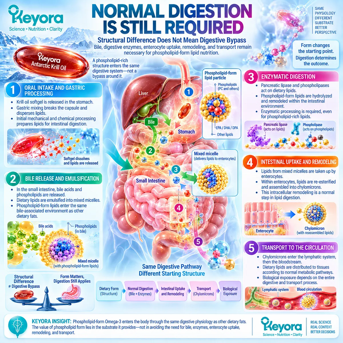Phospholipid Omega-3 still requires bile, digestive enzymes, enterocyte uptake and lipid remodeling within Keyora Digestive Form-Matched Lipid Architecture. Phospholipid Omega-3 still requires bile, digestive enzymes, enterocyte uptake and lipid remodeling within Keyora Digestive Form-Matched Lipid Architecture.