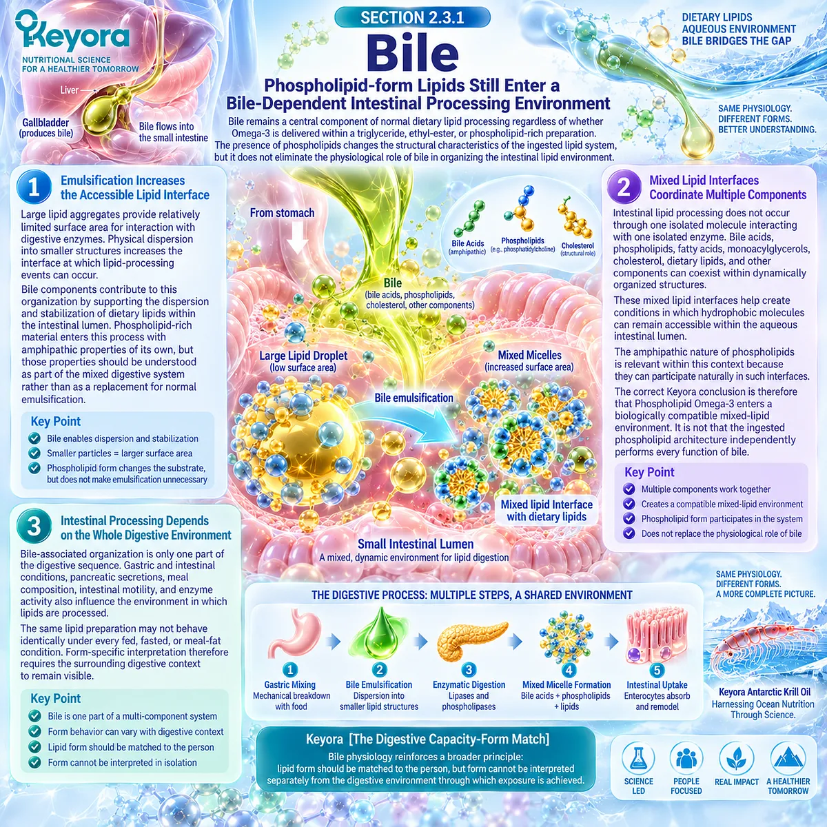 Phospholipid Omega-3 still depends on bile emulsification and mixed lipid interfaces for intestinal processing within Keyora Digestive Capacity-Form Match. Phospholipid Omega-3 still depends on bile emulsification and mixed lipid interfaces for intestinal processing within Keyora Digestive Capacity-Form Match.