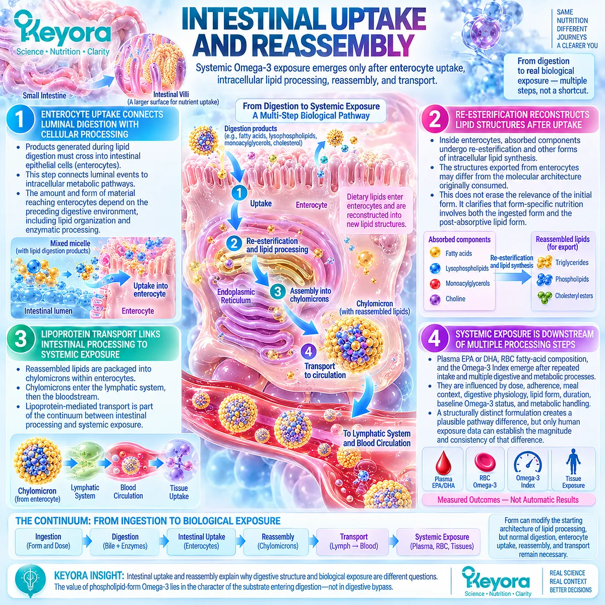 Omega-3 exposure follows enterocyte uptake, re-esterification and lipoprotein transport, separating ingested form from outcome in Keyora Digestive Capacity-Form Match. Omega-3 exposure follows enterocyte uptake, re-esterification and lipoprotein transport, separating ingested form from outcome in Keyora Digestive Capacity-Form Match.