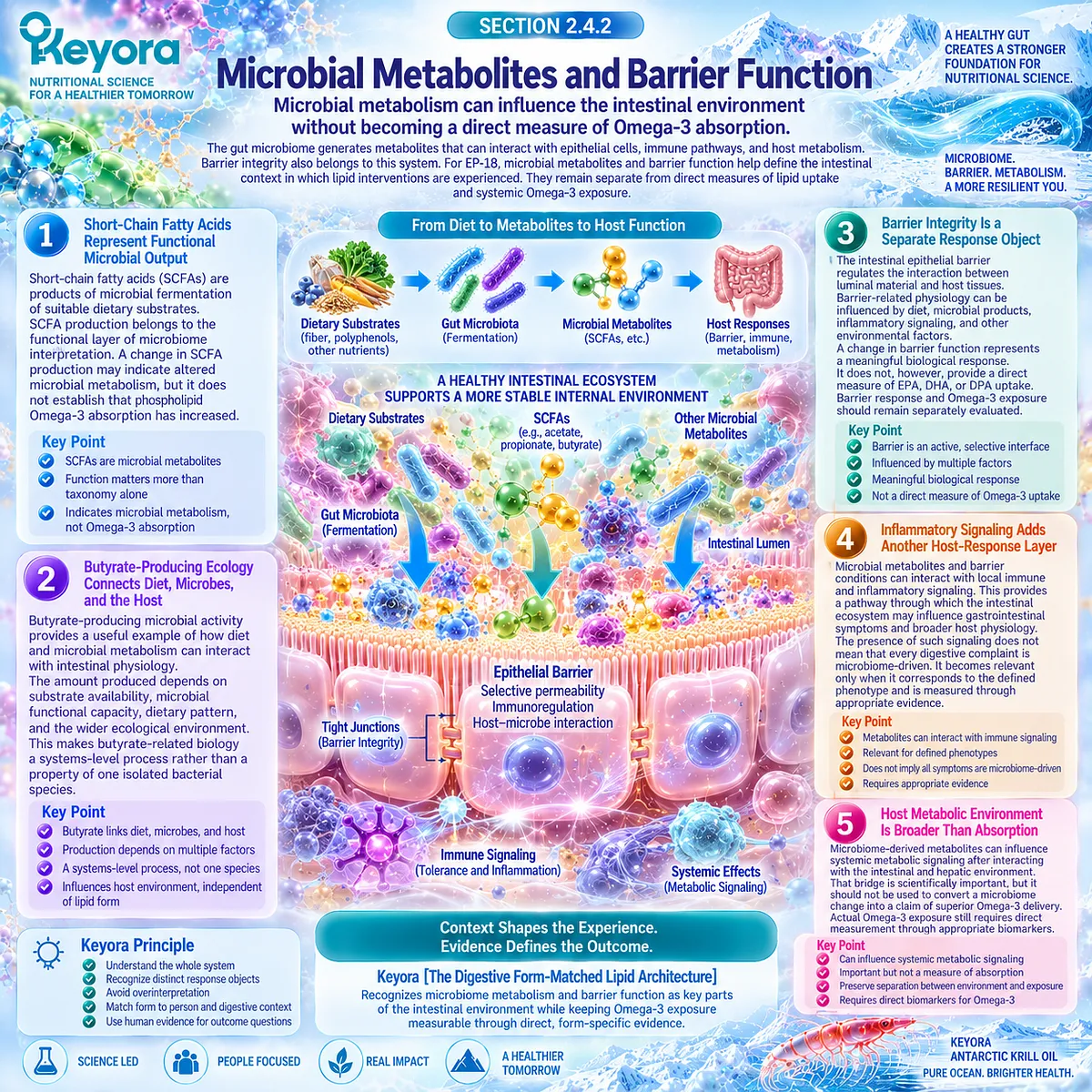 Gut microbiome metabolites, SCFAs and barrier integrity shape the intestinal Omega-3 environment within Keyora Gut-Lipid Processing Interface without proving absorption. Gut microbiome metabolites, SCFAs and barrier integrity shape the intestinal Omega-3 environment within Keyora Gut-Lipid Processing Interface without proving absorption.