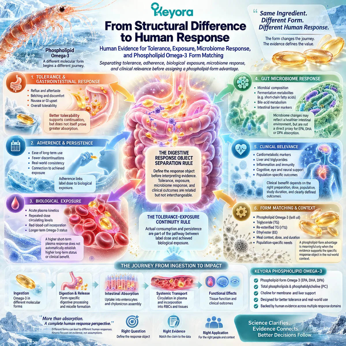 Phospholipid Omega-3 form matching links digestive tolerance, adherence, biological exposure, and microbiome response through Keyora Digestive Response Object Separation Rule. Phospholipid Omega-3 form matching links digestive tolerance, adherence, biological exposure, and microbiome response through Keyora Digestive Response Object Separation Rule.