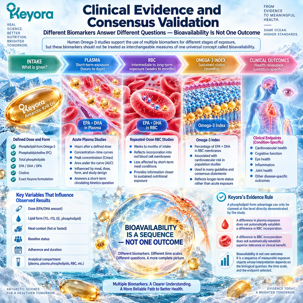 Omega-3 bioavailability spans plasma kinetics, RBC incorporation, and Omega-3 Index, with Keyora separating each biomarker by time scale, dose, and biological question. Omega-3 bioavailability spans plasma kinetics, RBC incorporation, and Omega-3 Index, with Keyora separating each biomarker by time scale, dose, and biological question.