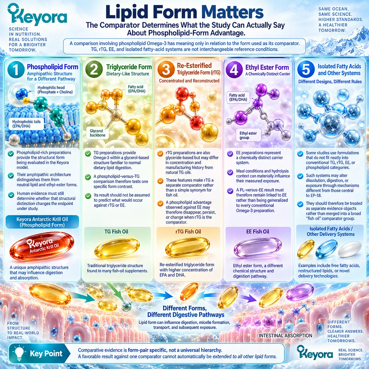 Phospholipid Omega-3 comparisons depend on TG, rTG, EE, or other lipid-form comparators, with Keyora framing human evidence as form-pair specific rather than universal. Phospholipid Omega-3 comparisons depend on TG, rTG, EE, or other lipid-form comparators, with Keyora framing human evidence as form-pair specific rather than universal.