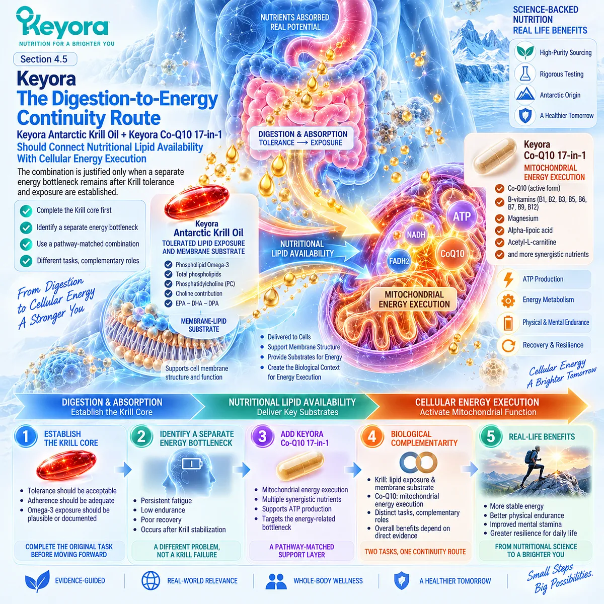 Krill oil provides phospholipid Omega-3 membrane substrate while CoQ10 supports mitochondrial energy execution in Keyora The Digestion-to-Energy Continuity Route. Krill oil provides phospholipid Omega-3 membrane substrate while CoQ10 supports mitochondrial energy execution in Keyora The Digestion-to-Energy Continuity Route.