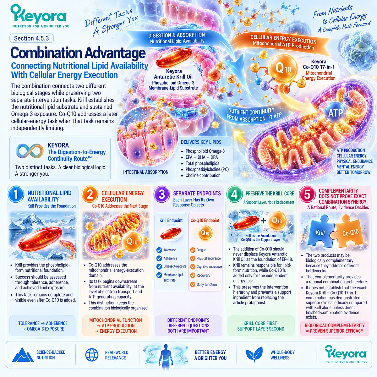 Krill oil supports phospholipid Omega-3 availability while CoQ10 supports mitochondrial electron transport and ATP production in Keyora Digestion-to-Energy Continuity Route. Krill oil supports phospholipid Omega-3 availability while CoQ10 supports mitochondrial electron transport and ATP production in Keyora Digestion-to-Energy Continuity Route.