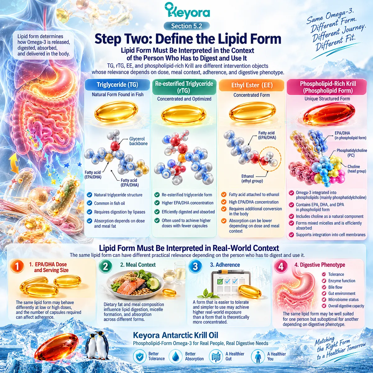 Omega-3 lipid forms including TG, rTG, EE and phospholipid-rich Krill differ by meal context, dose and digestive phenotype in the Keyora Digestive Capacity-Form Match. Omega-3 lipid forms including TG, rTG, EE and phospholipid-rich Krill differ by meal context, dose and digestive phenotype in the Keyora Digestive Capacity-Form Match.