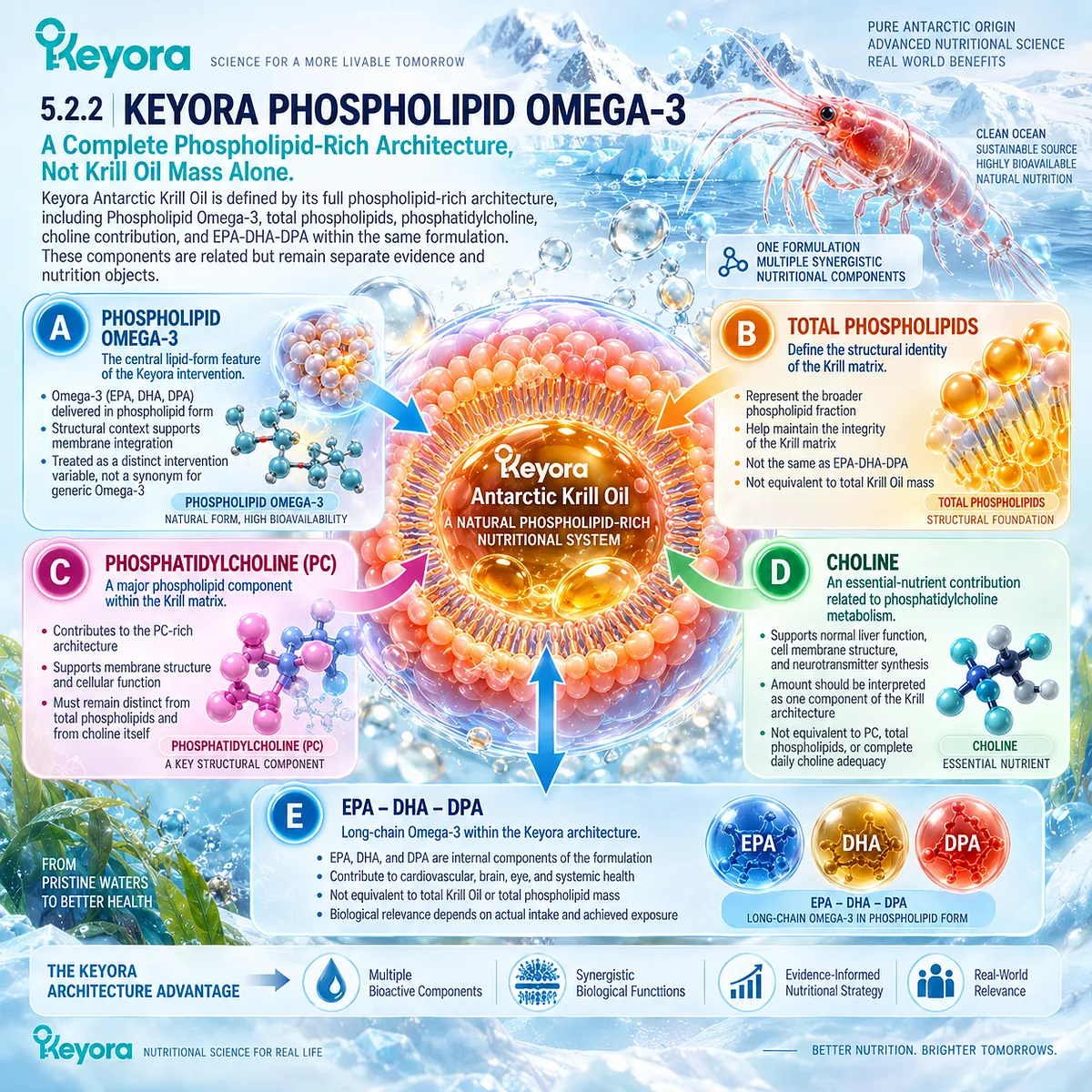 Phospholipid Omega-3 combines EPA-DHA-DPA with total phospholipids, phosphatidylcholine and choline in the Keyora Antarctic Krill Oil architecture for nutritional delivery. Phospholipid Omega-3 combines EPA-DHA-DPA with total phospholipids, phosphatidylcholine and choline in the Keyora Antarctic Krill Oil architecture for nutritional delivery.