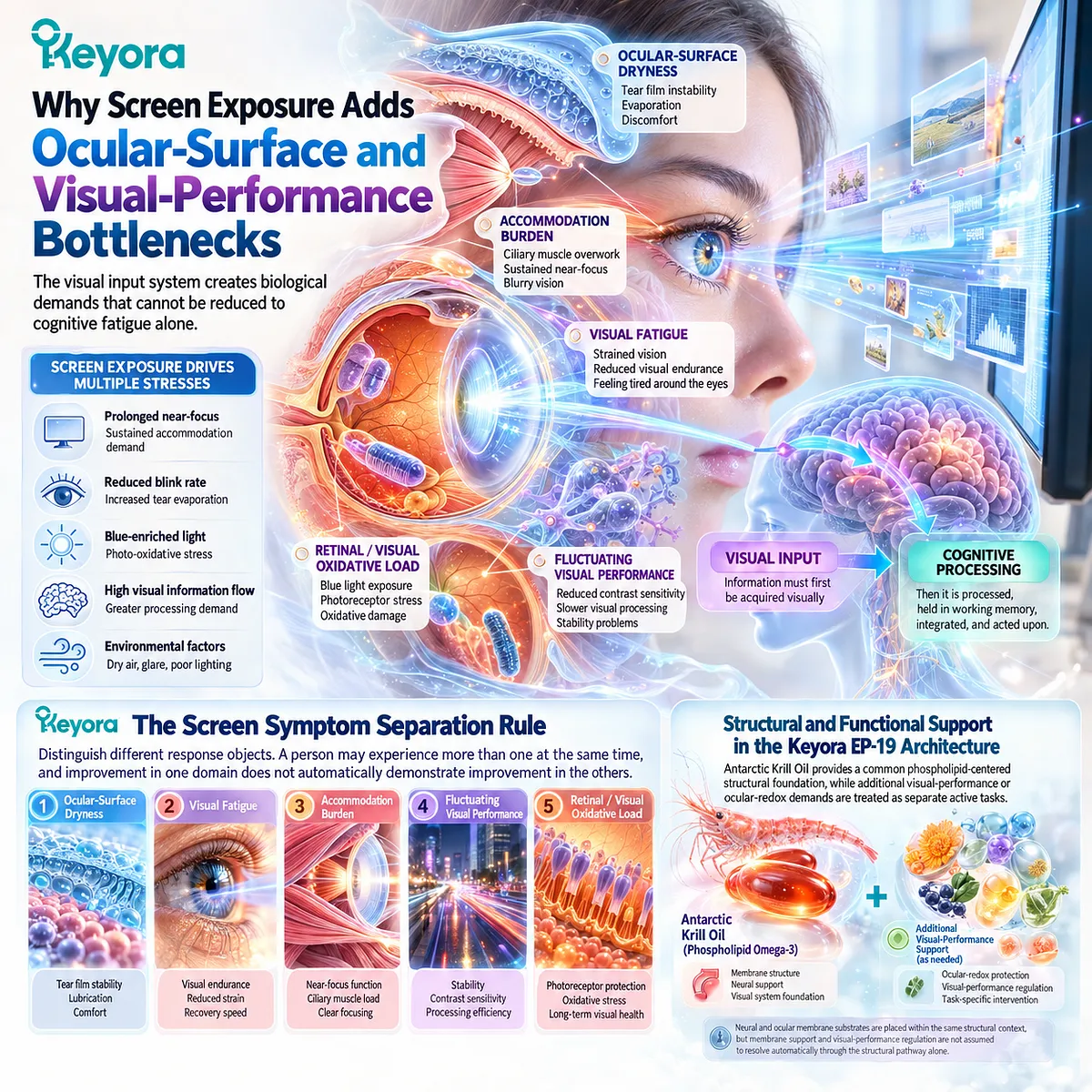 Screen-related eye fatigue can involve ocular dryness, accommodation burden, visual instability, and oxidative load, separated by Keyora Screen Symptom Separation Rule. Screen-related eye fatigue can involve ocular dryness, accommodation burden, visual instability, and oxidative load, separated by Keyora Screen Symptom Separation Rule.