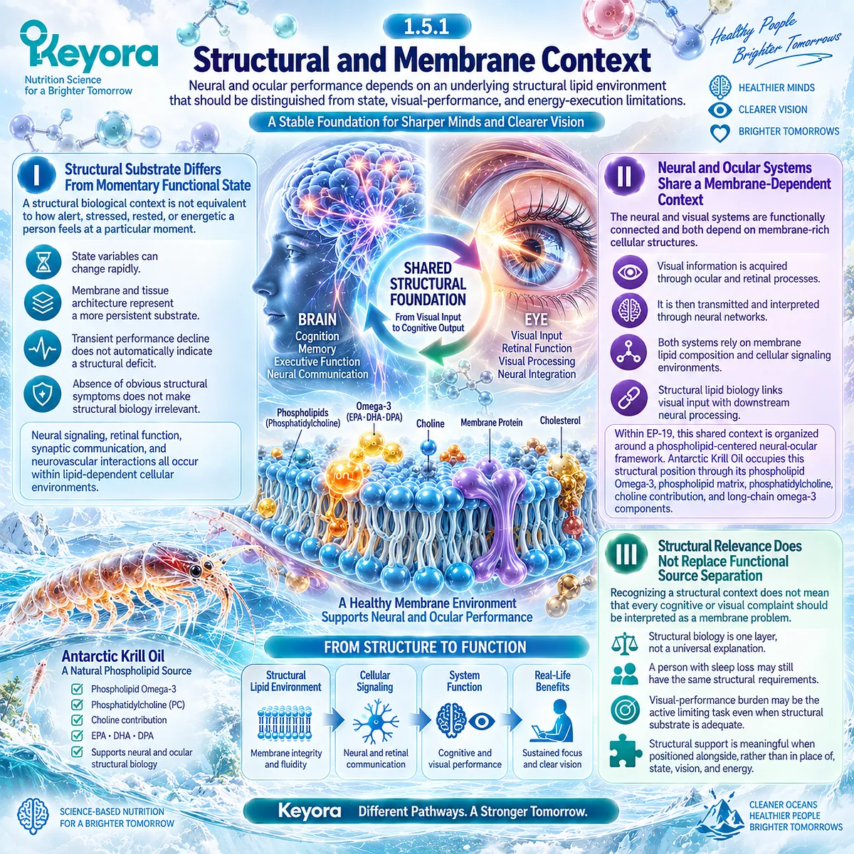 Brain and eye health depend on phospholipid membranes, phosphatidylcholine and omega-3 structural context, framed by Keyora neural-ocular source separation. Brain and eye health depend on phospholipid membranes, phosphatidylcholine and omega-3 structural context, framed by Keyora neural-ocular source separation.
