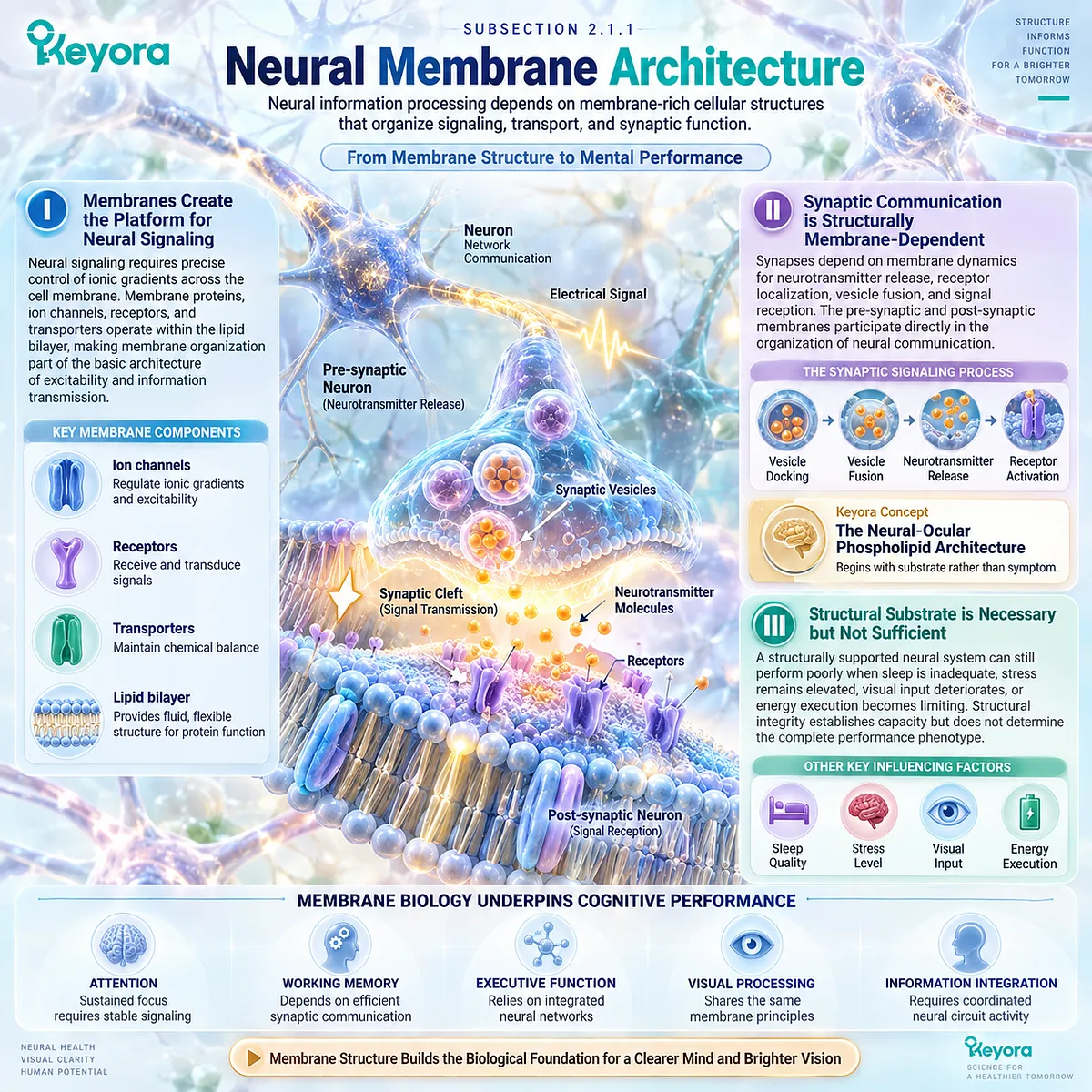 Brain function relies on neural membrane lipid bilayers for ion channels, receptors, transport and synaptic signaling within Keyora Neural-Ocular Phospholipid Architecture. Brain function relies on neural membrane lipid bilayers for ion channels, receptors, transport and synaptic signaling within Keyora Neural-Ocular Phospholipid Architecture.