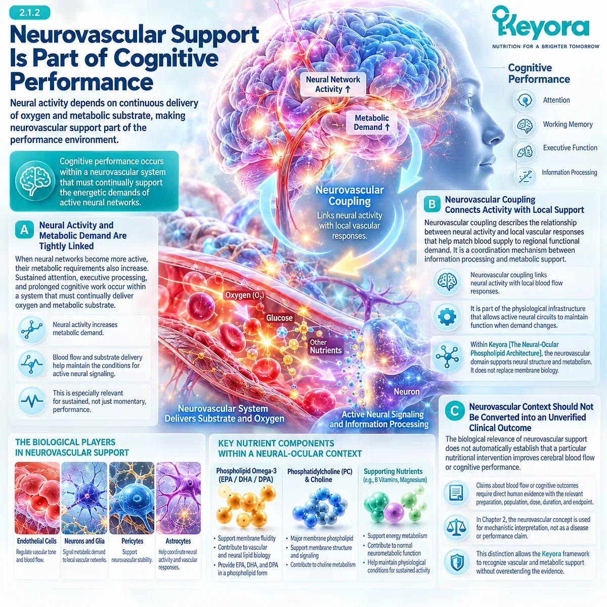 Sustained cognitive performance links neural activity with neurovascular coupling, oxygen and metabolic substrate delivery in Keyora Neural-Ocular Phospholipid Architecture. Sustained cognitive performance links neural activity with neurovascular coupling, oxygen and metabolic substrate delivery in Keyora Neural-Ocular Phospholipid Architecture.
