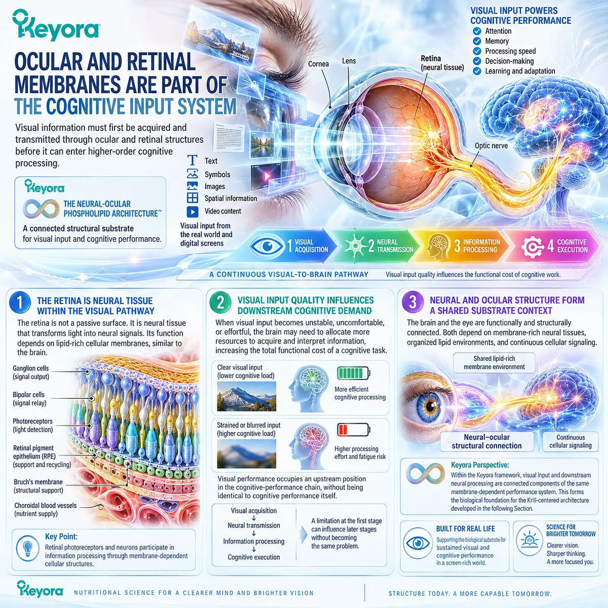 Screen-based cognitive performance links retinal membranes and visual processing with neural signaling, mapped by Keyora Neural-Ocular Phospholipid Architecture. Screen-based cognitive performance links retinal membranes and visual processing with neural signaling, mapped by Keyora Neural-Ocular Phospholipid Architecture.