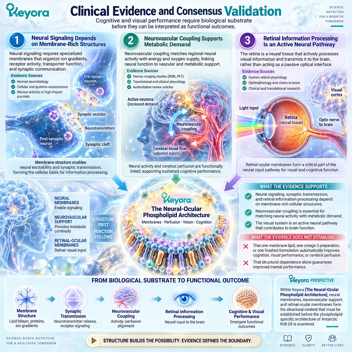 Cognitive performance and eye health rely on neural membranes, neurovascular coupling and retinal processing within Keyora Neural-Ocular Phospholipid Architecture. Cognitive performance and eye health rely on neural membranes, neurovascular coupling and retinal processing within Keyora Neural-Ocular Phospholipid Architecture.