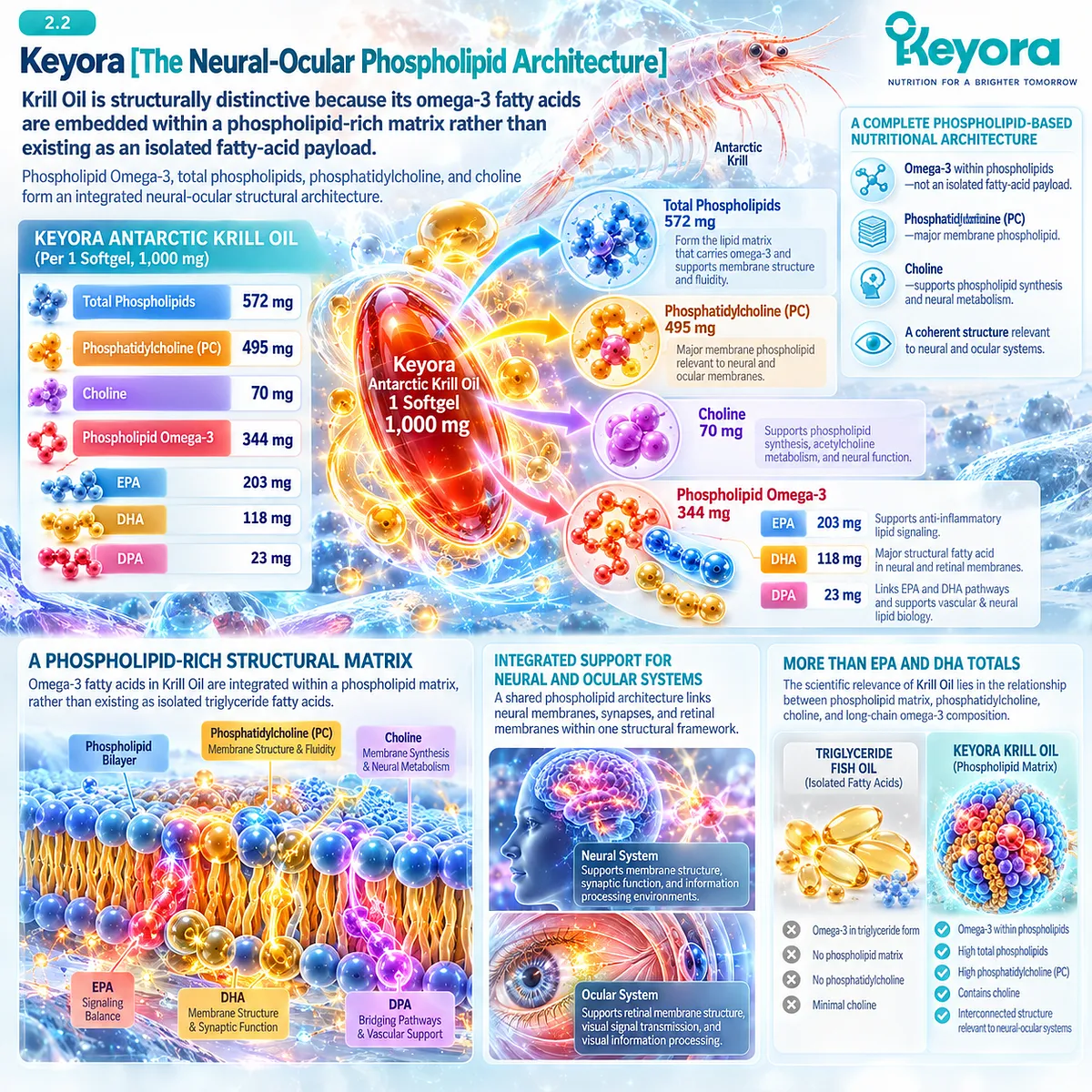 Krill oil combines phospholipid Omega-3, phosphatidylcholine, choline, EPA, DHA and DPA for neural and eye health in Keyora Neural-Ocular Phospholipid Architecture. Krill oil combines phospholipid Omega-3, phosphatidylcholine, choline, EPA, DHA and DPA for neural and eye health in Keyora Neural-Ocular Phospholipid Architecture.