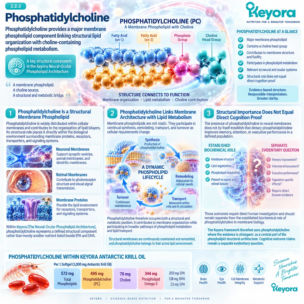 Phosphatidylcholine supports neural and retinal membrane structure and phospholipid metabolism within Keyora Neural-Ocular Phospholipid Architecture for brain and eye health. Phosphatidylcholine supports neural and retinal membrane structure and phospholipid metabolism within Keyora Neural-Ocular Phospholipid Architecture for brain and eye health.